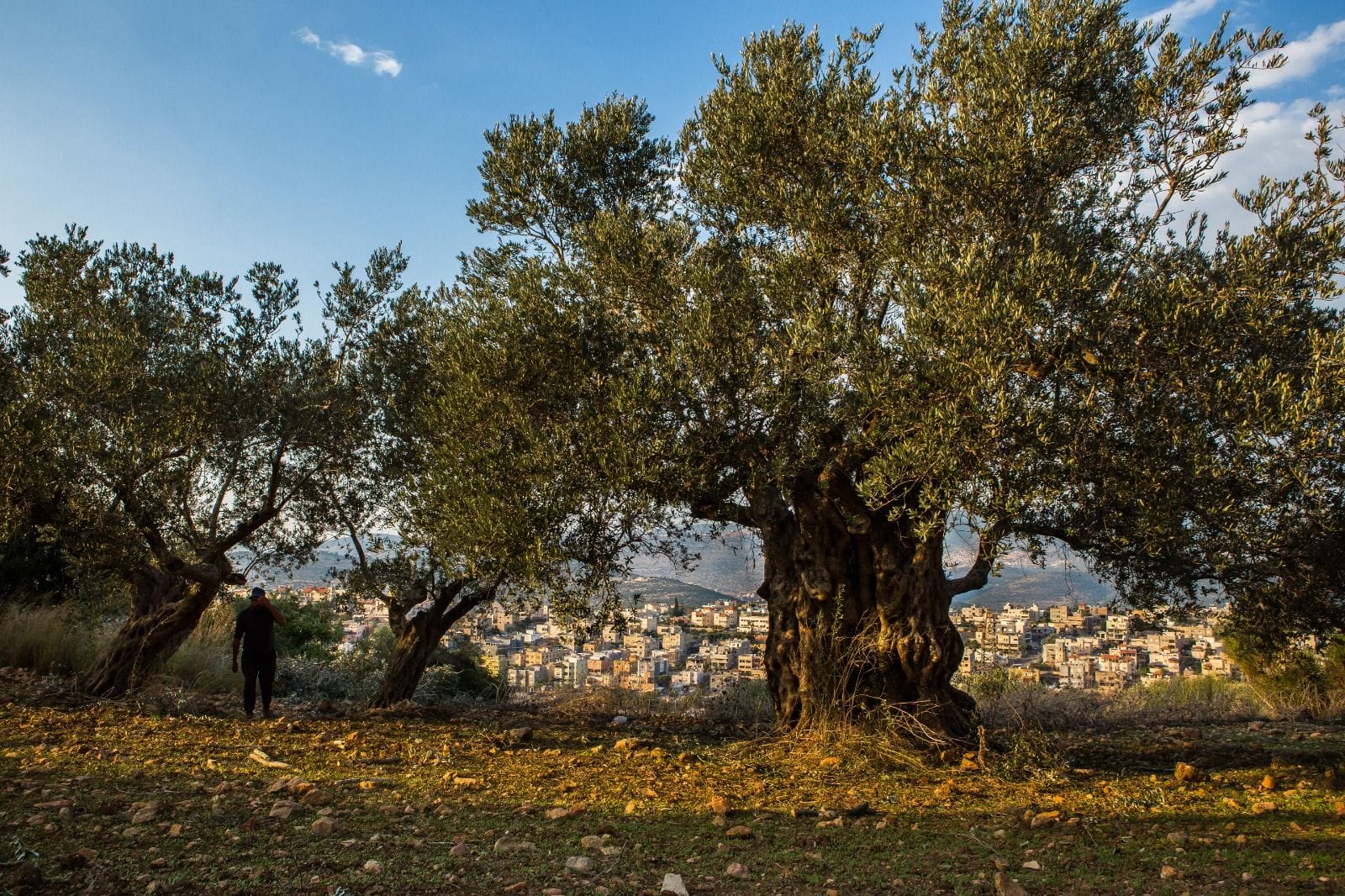 profils-afrique-moyen-orient-rapprocher-les-palestiniens-et-israéliens-par-la-production-d-huile-d-olive-l-époque-de-l-huile-d-olive