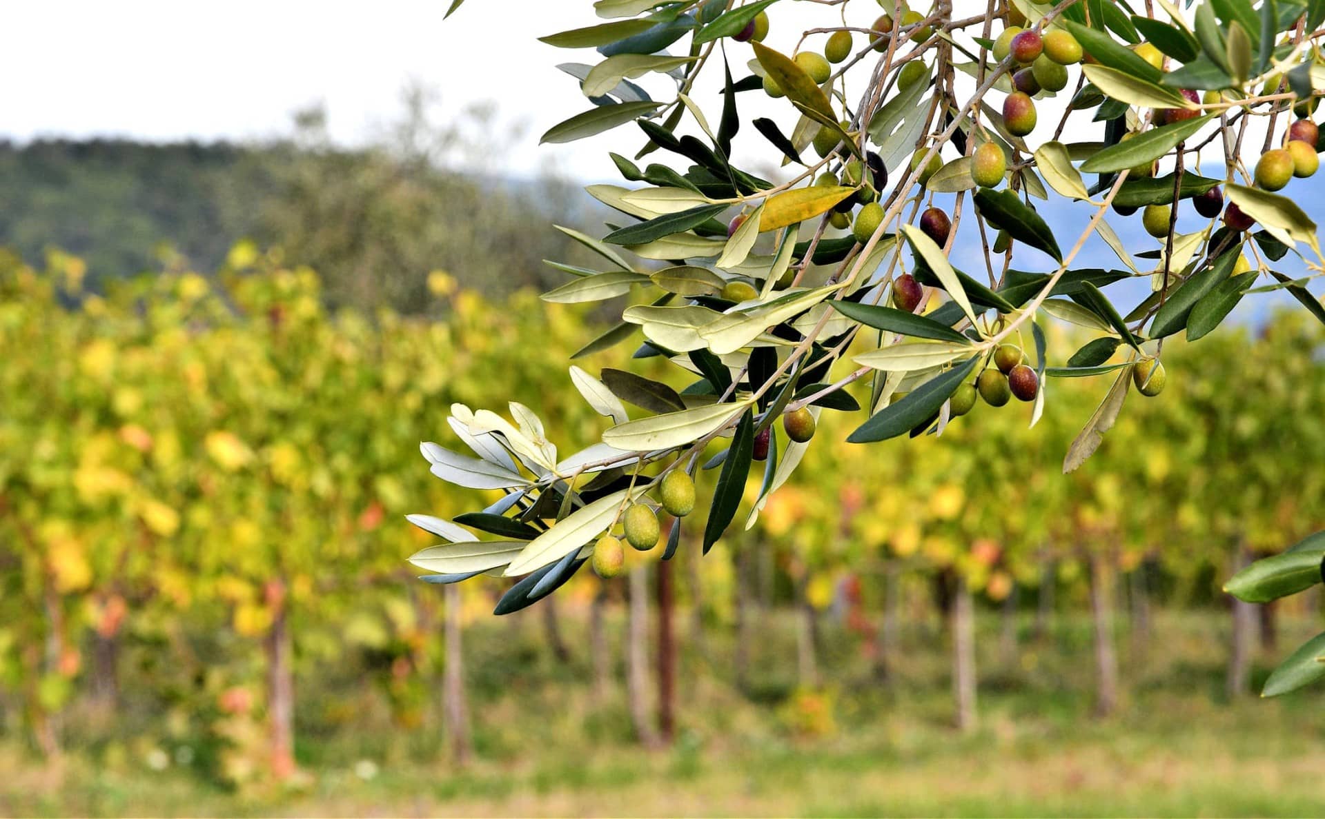 Live-Welt-Olivenöl-Wettbewerbsergebnisse-Live-Updates-Olivenöl-Zeiten