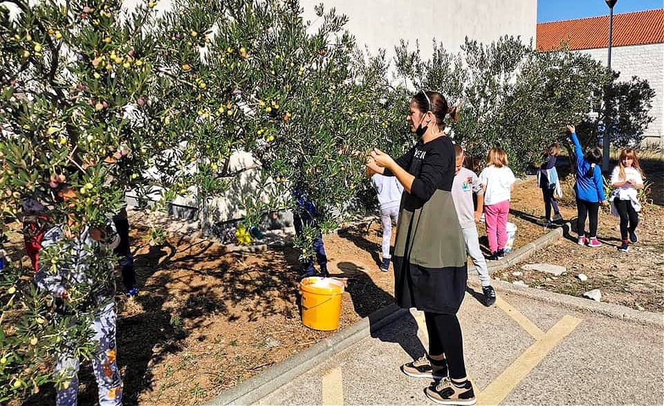 профили-лучшее-производство-оливкового масла-студенты-и-учителя-в-хорватской-начальной-школе-празднуют-nyiooc-успех-оливковое-масло-время