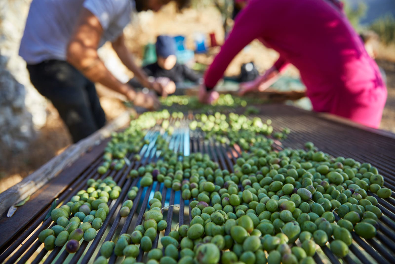 afrique-moyen-orient-profil-les-meilleures-huiles-d'olive-techniques-modernes-et-bosquets-anciens-une-combinaison-gagnante-pour-les-olives-solaires-huile-d'olive-temps
