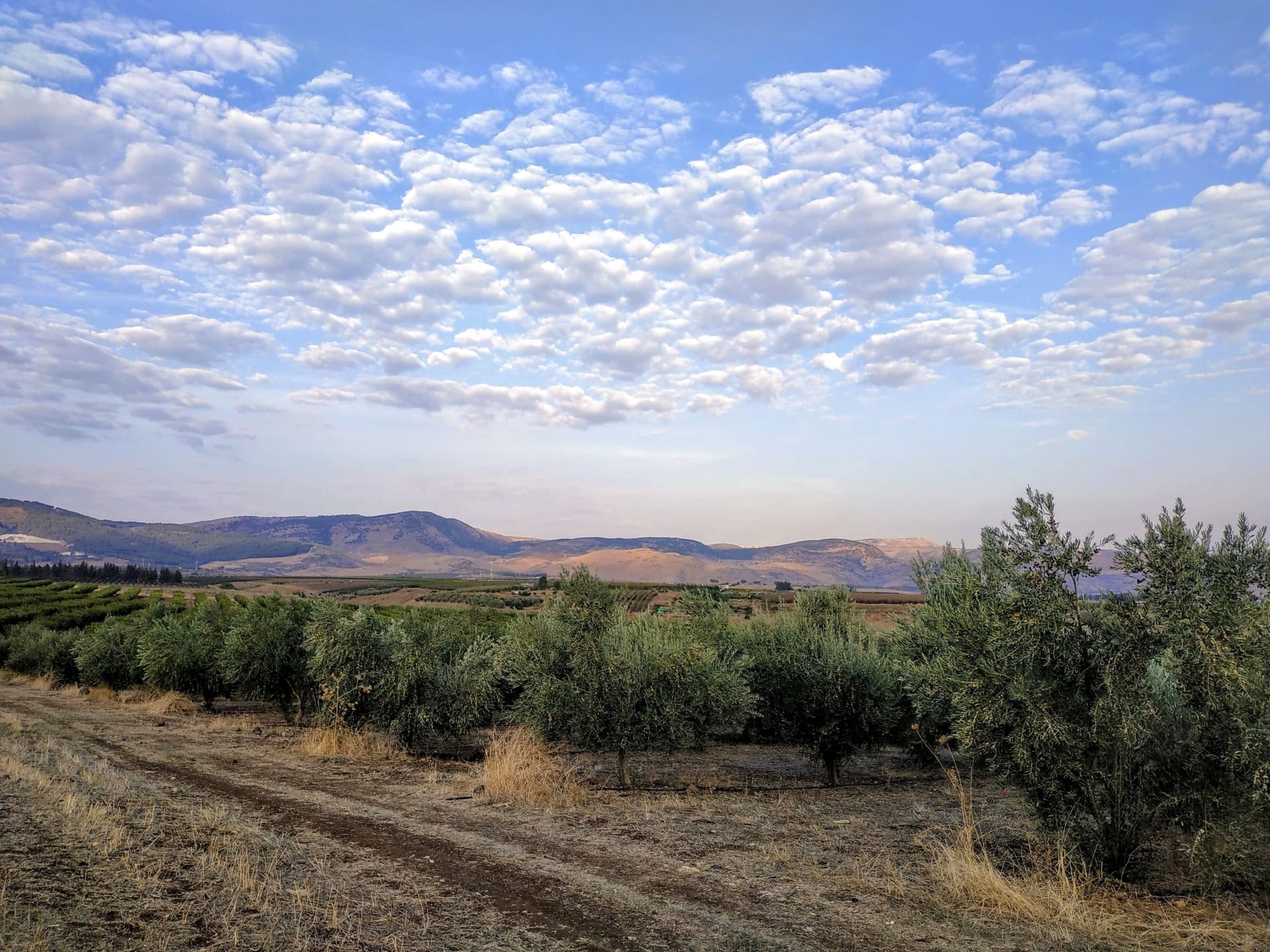 afrique-moyen-orient-industrie-de-production-les-producteurs-en-israel-récoltent-les-bénéfices-de-la-récolte-record-de-l-huile-d-olive-temps