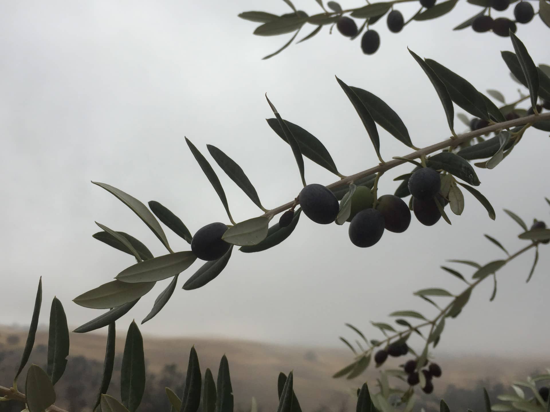 profils-d-amérique-du-nord-la-meilleure-production-d-huiles-d-olive-temps-de-l-huile-d-olive