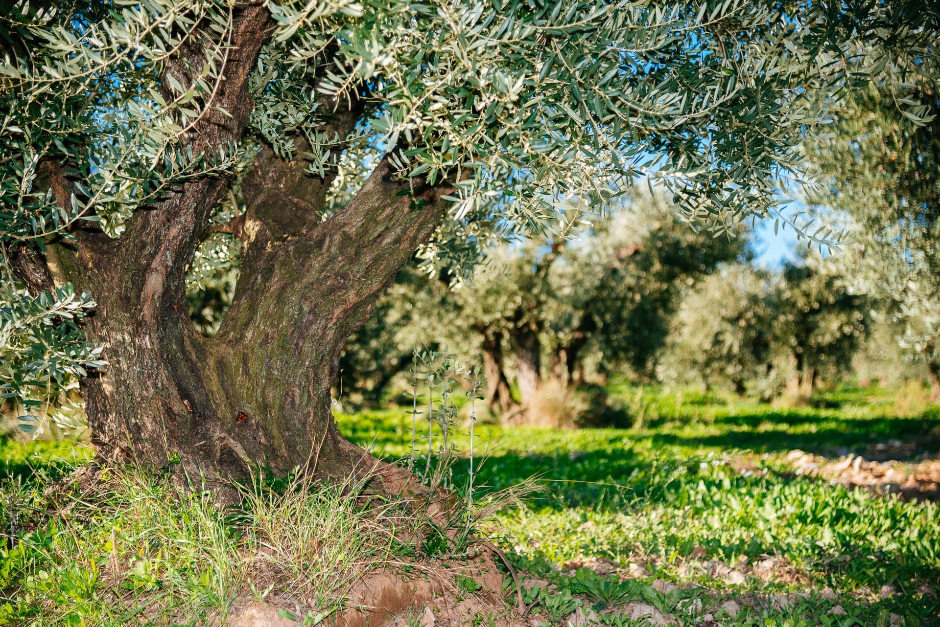 europa-profiliert-die-besten-olivenölproduktion-eine-familientradition-die-wurzeln-zur-zeit-des-moulin-de-la-coquille-olivenols