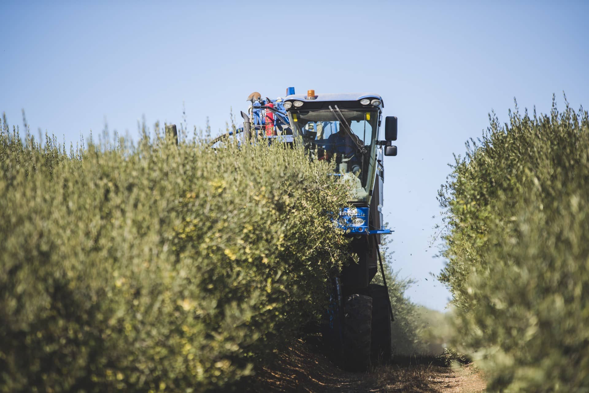 南美洲生产业务干旱持续关注智利橄榄油时代的种植者
