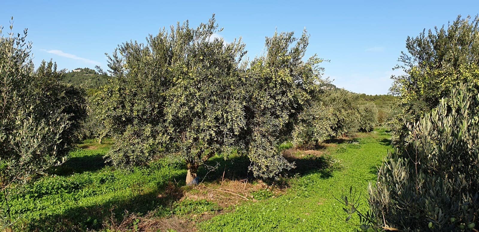 europe-profiles-the-best-olive-oils-production-a-family-tradition-takes-root-at-moulin-de-la-coquille-olive-oil-times