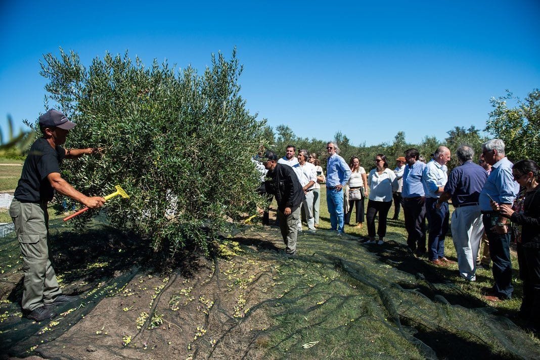 Южная-Америка-производство-бизнес-производители-предвидят-другой-бампер-урожай-в-уругвае-оливковое-время