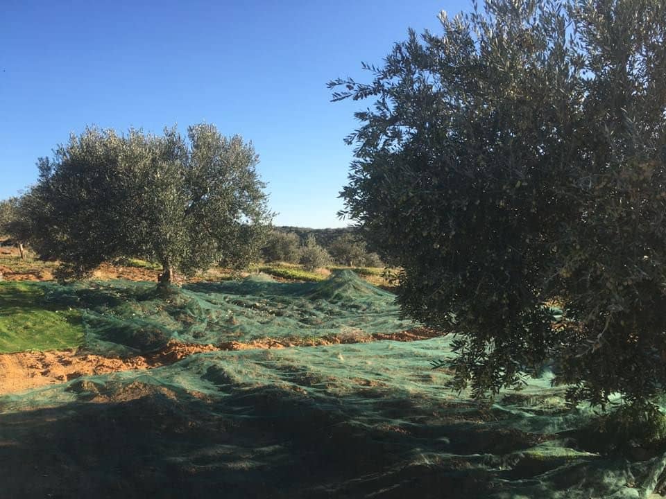 afrika-nahost-profile-die-besten-olivenöle-produktion-olivenöl-zeiten