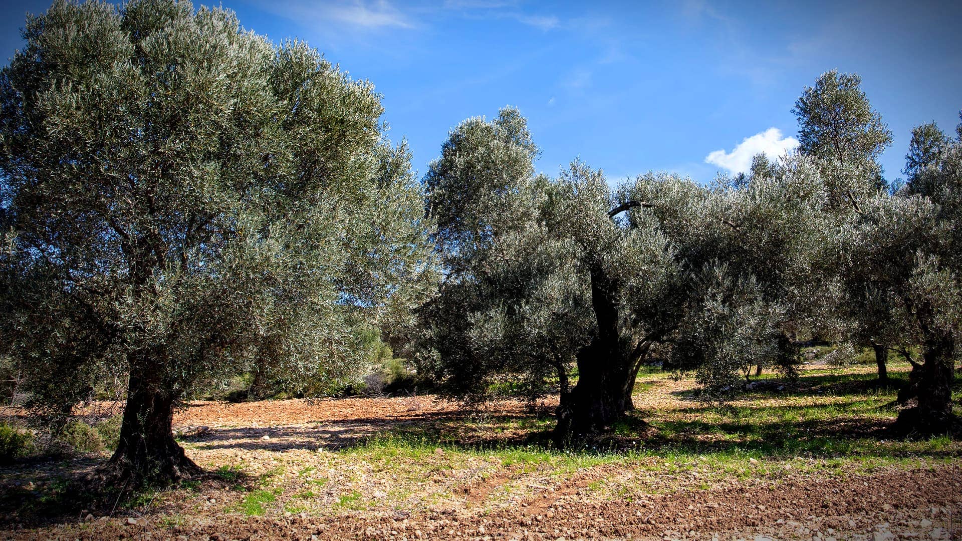 afrika-nahost-unternehmen-in-der-turkei-studie-empfehlt-investitionen-in-olivenfarmen-statt-kohleminen-olivenöl-zeiten