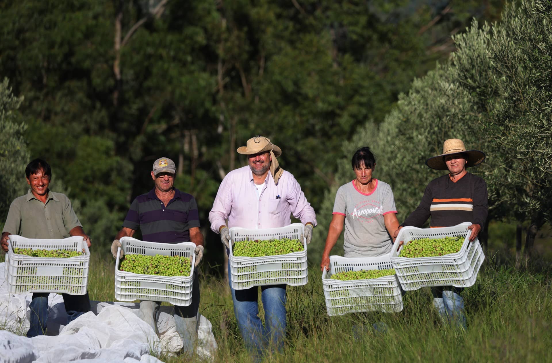 amérique du sud-les-meilleures-concours-d-huiles-d-olive-production-une-autre-année-record-suggère-une-tendance-au-brésil-les-producteurs-disent-l-heure-de-l-huile-d-olive