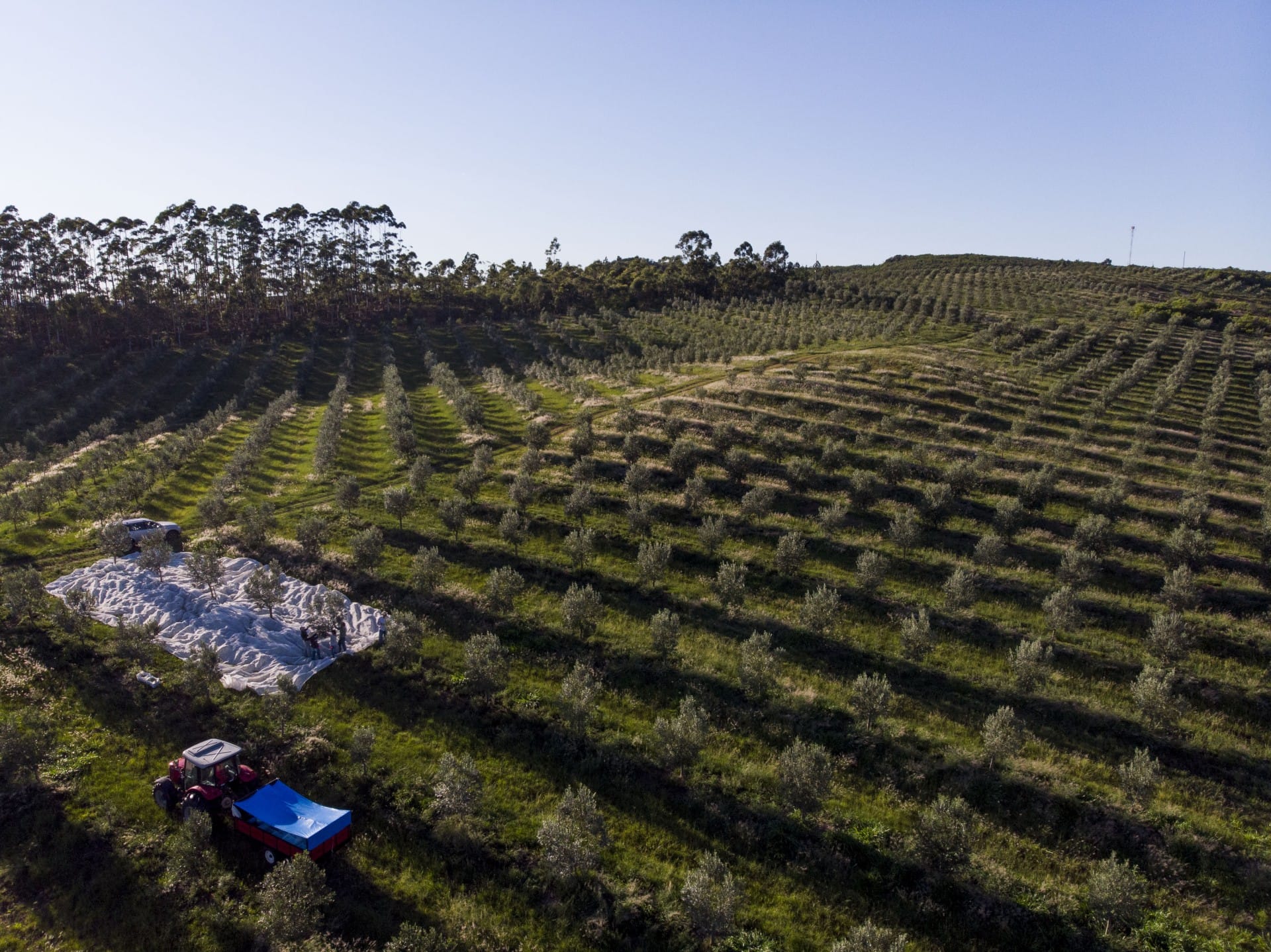 amérique du sud-les-meilleures-concours-d-huiles-d-olive-production-une-autre-année-record-suggère-une-tendance-au-brésil-les-producteurs-disent-l-heure-de-l-huile-d-olive