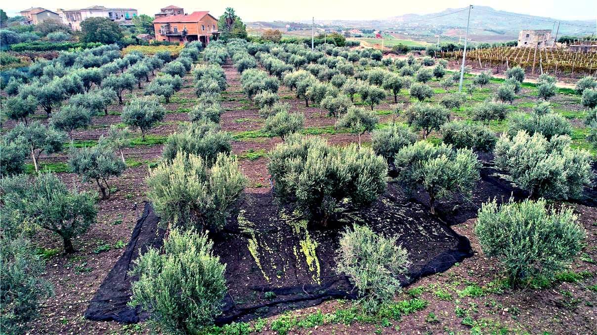 конкурсы-лучших-оливкового-масла-производства-итальянских-производителей-опять-самый-награждаемый-в-мире-конкурс-оливкового-масла-время