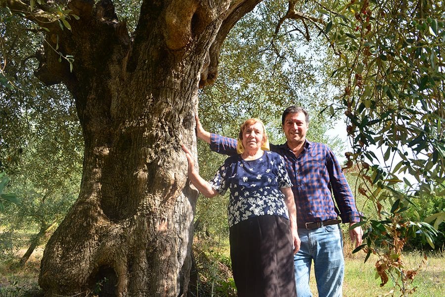 Обязательства по уходу за лучшими оливковыми маслами в Европе лежат в основе успеха южно-итальянских производителей-на-nyiooc-оливковое масло-раз