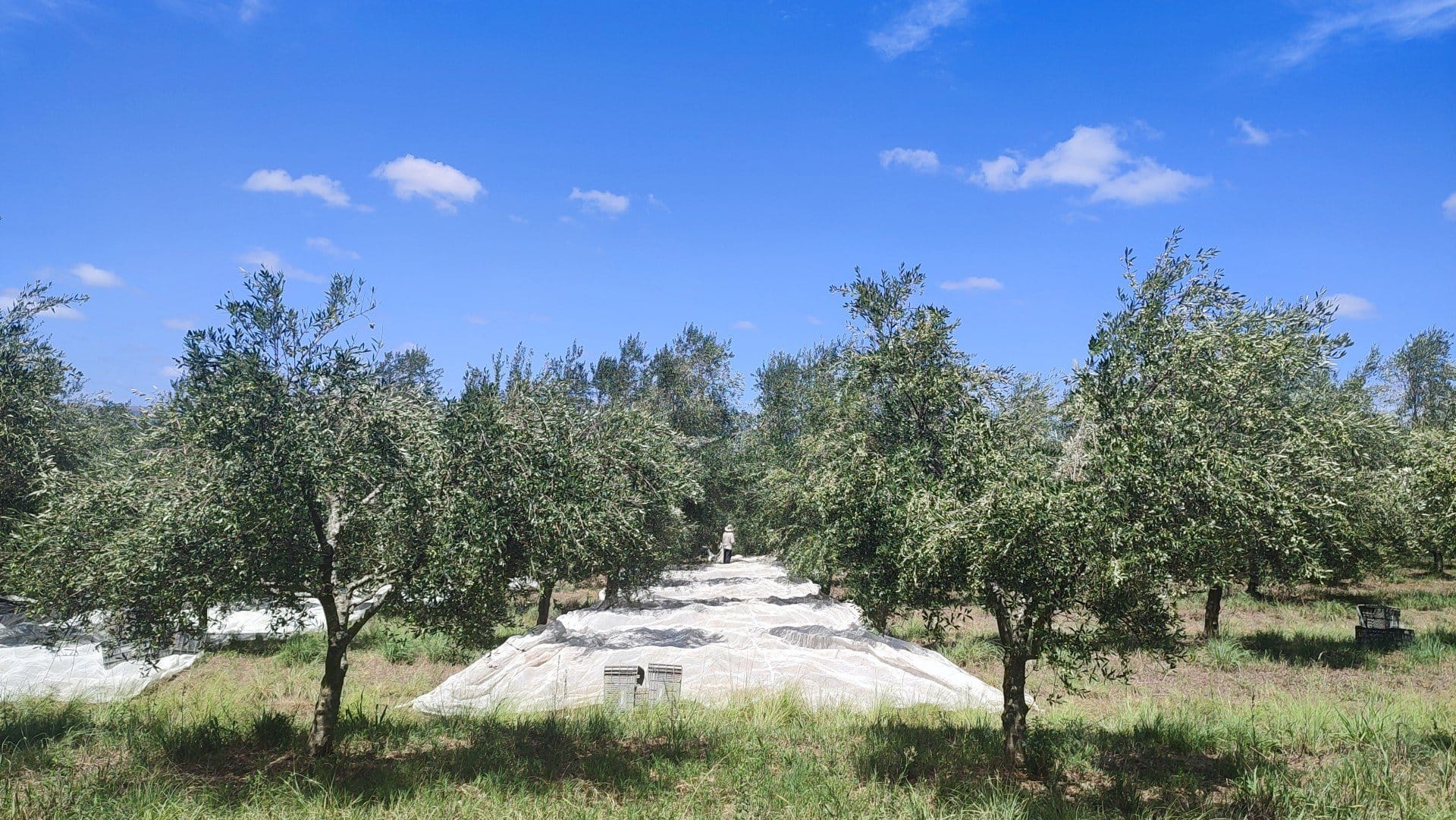 südamerika-profile-die-beste-olivenölproduktion-brasiliens-grösster-produzent-feiert-eine-triumphierende-ernte-von-olivenolen