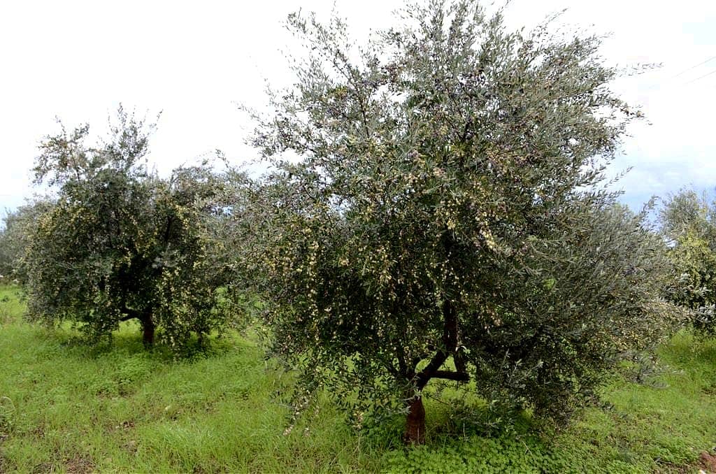 europe-les-meilleurs-concours-d-huiles-d-olive-lauréats-de-la-production-en-grece-discutent-d-une-saison-fiévreuse-avant-une-récolte-abondante-le-temps-de-l-huile-d-olive