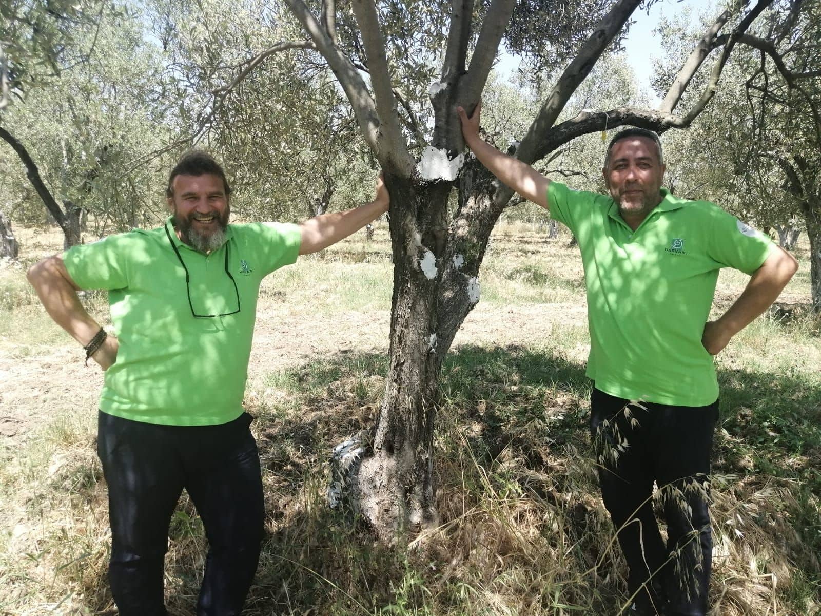 africa-middle-east-the-best-olive-oils-competitions-production-turkish-producers-reach-new-heights-in-world-competition-olive-oil-times
