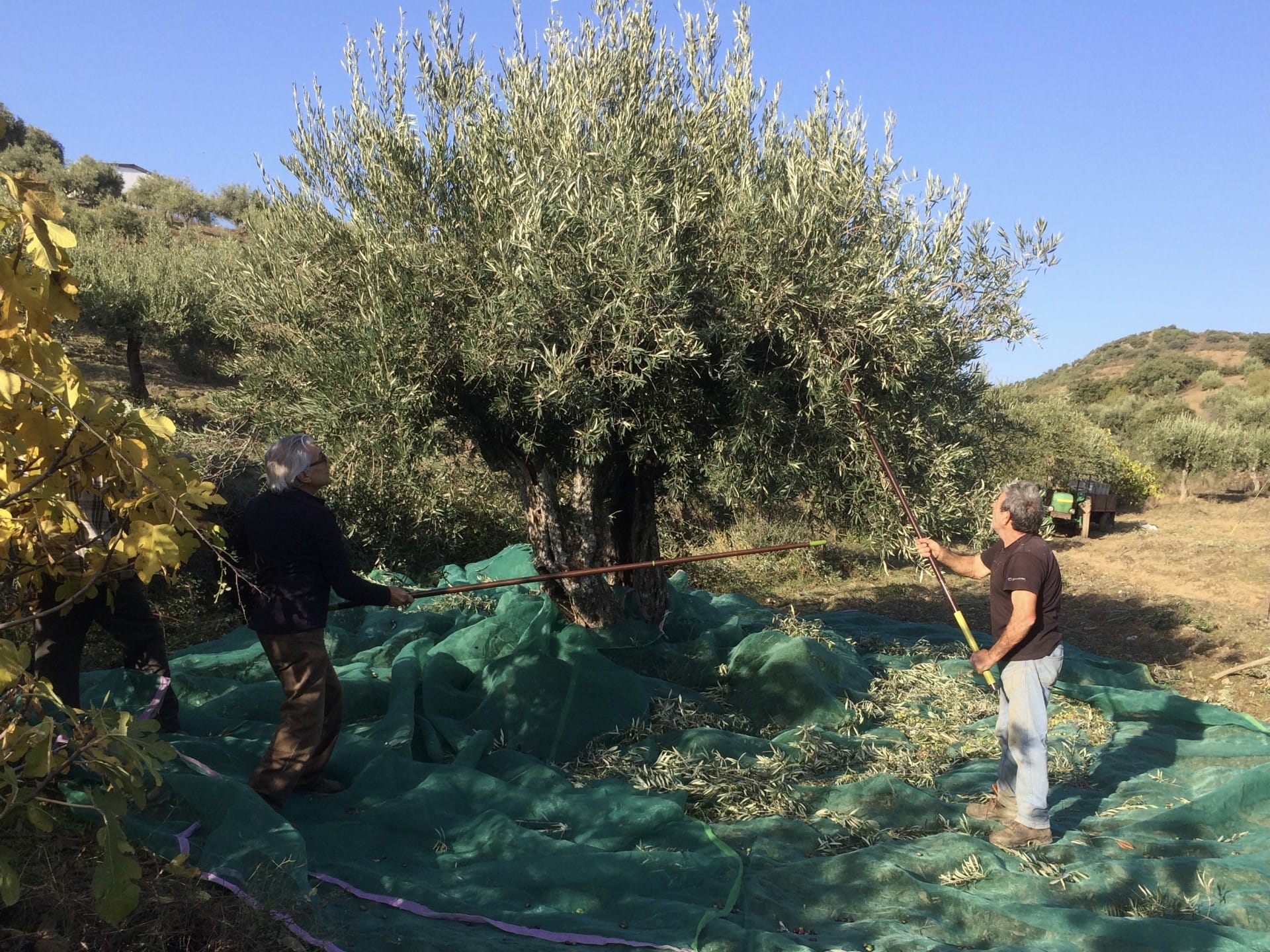 europe-les-meilleures-concours-d-huiles-d-olive-production-les-producteurs-portugais-recoltent-les-bénéfices-de-la-récolte-record-au-concours-mondial-de-l-huile-d-olive-times