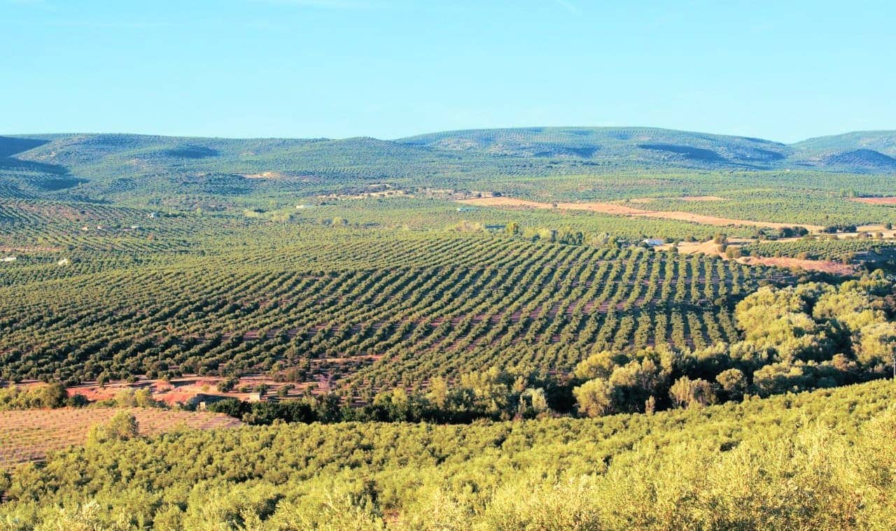 Конкурсы-производства-испанских-производителей-лучших-оливковых масел в Европе