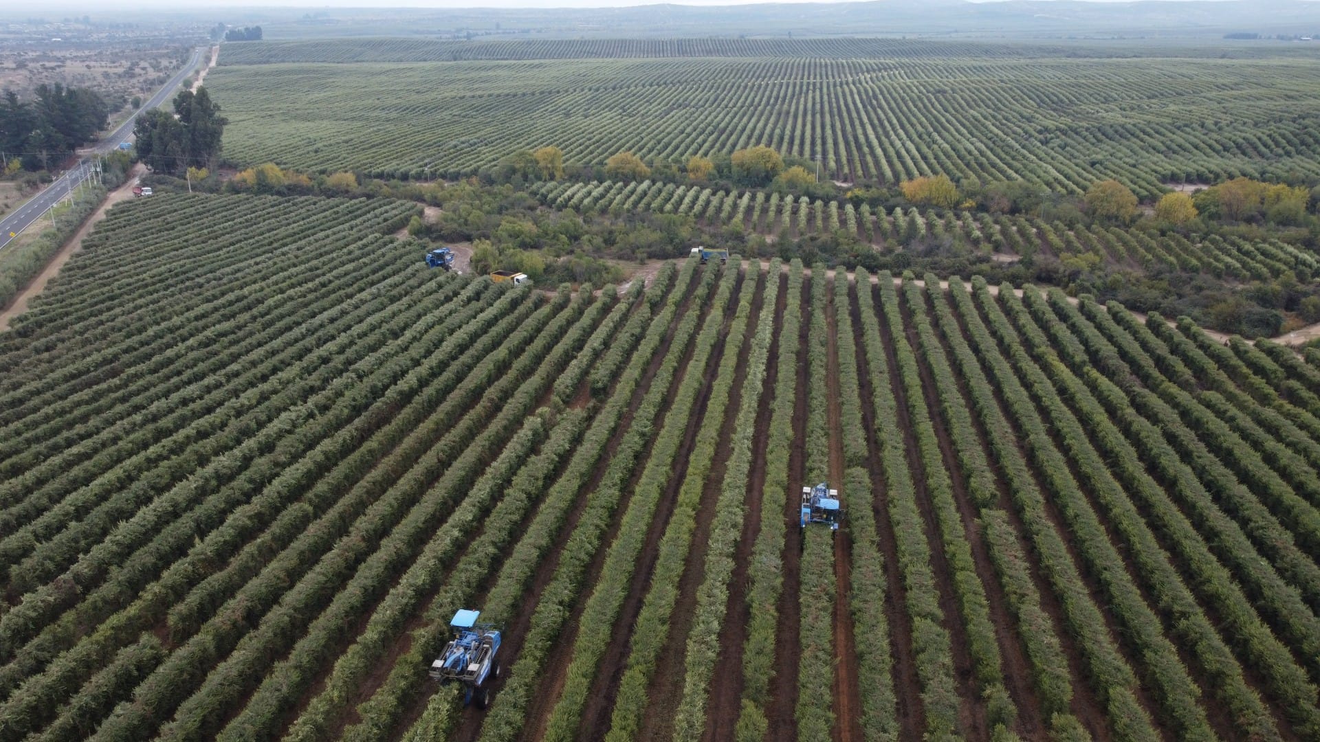 south-america-the-best-olive-oils-competitions-production-nyiooc-wins-waylay-economic-woes-for-producers-in-southern-cone-olive-oil-times