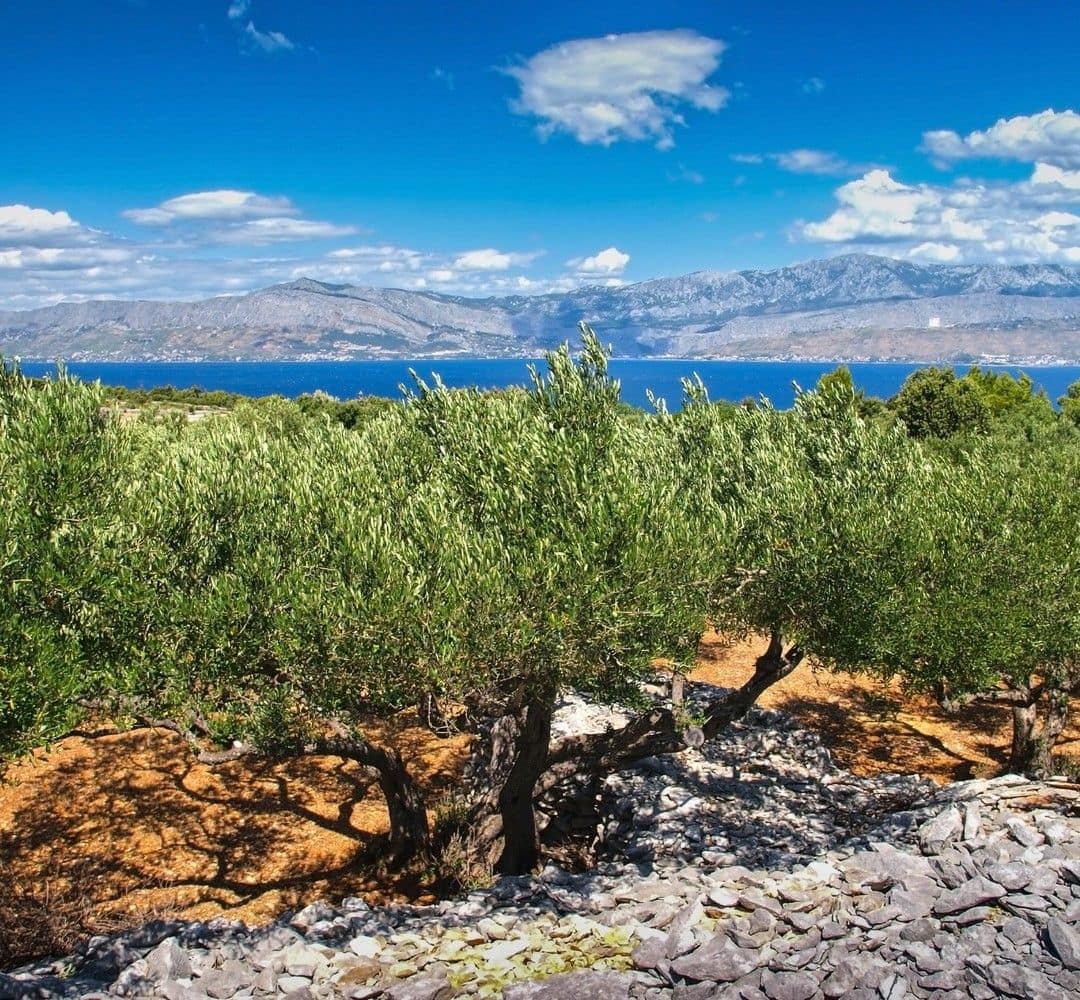 欧洲最好的橄榄油竞赛生产希腊生产商享受另一个胜利的世界竞赛橄榄油时代