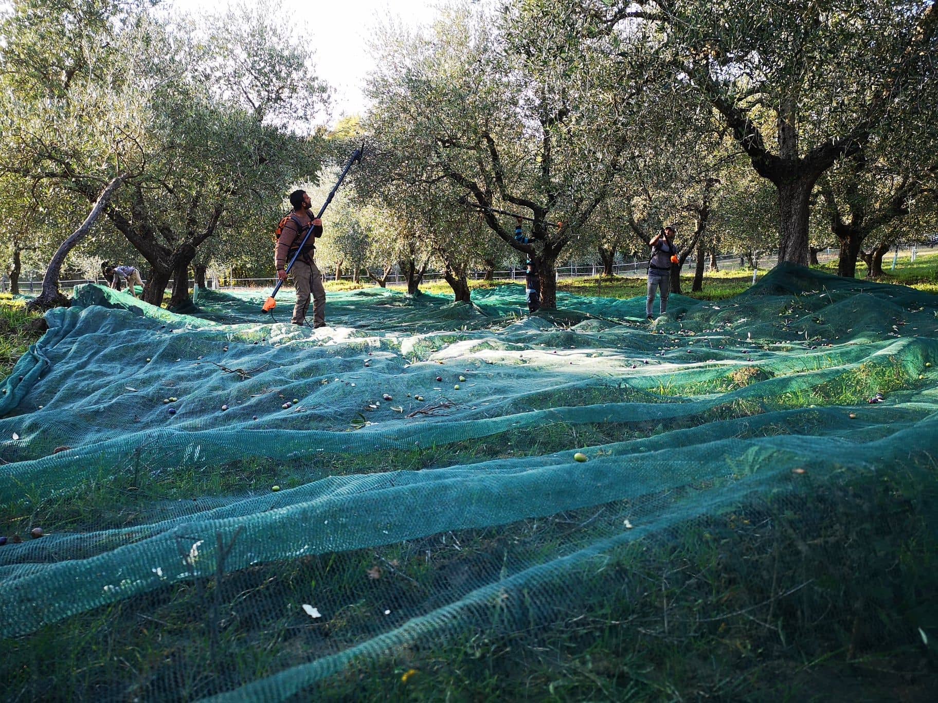 europe-les-meilleures-concours-d-huiles-d-olive-production-producteurs-toscans-triomphe-a-nyiooc-surmonter-les-gelées-tardives-et-la-chaleur-de-l'huile-d'olive-en-temps