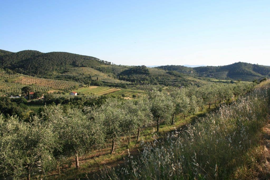 欧洲最好的橄榄油比赛生产托斯卡纳生产商凯旋nyiooc-克服晚霜和夏季热橄榄油时代