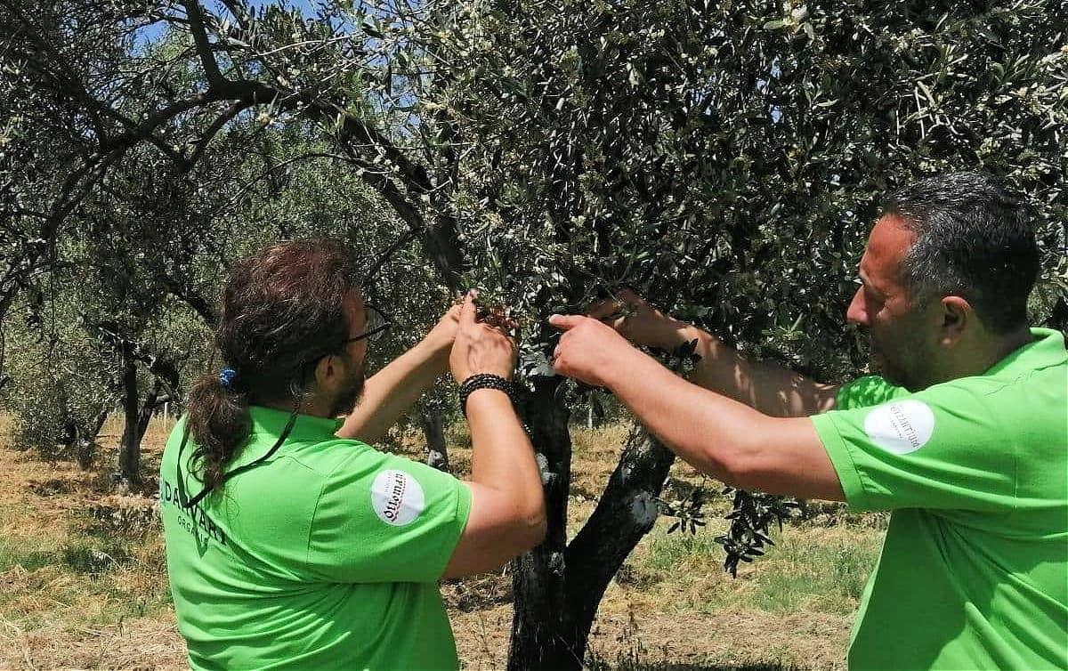 简介-土耳其最好的橄榄油生产-父亲和儿子-重新发现-根源-工艺-获奖-evoo-橄榄油时代