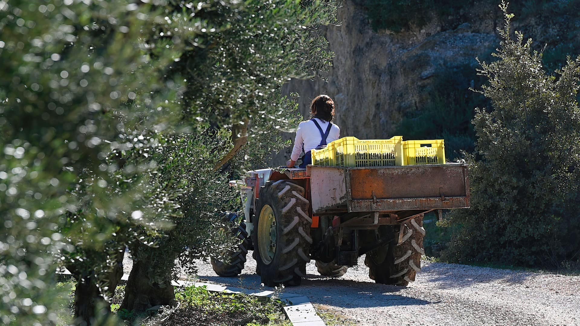 Европа-лучшие-конкурсы-оливкового масла-производство-французские производители-отмечают-превосходное-показ-на-nyiooc-оливковое масло-раз