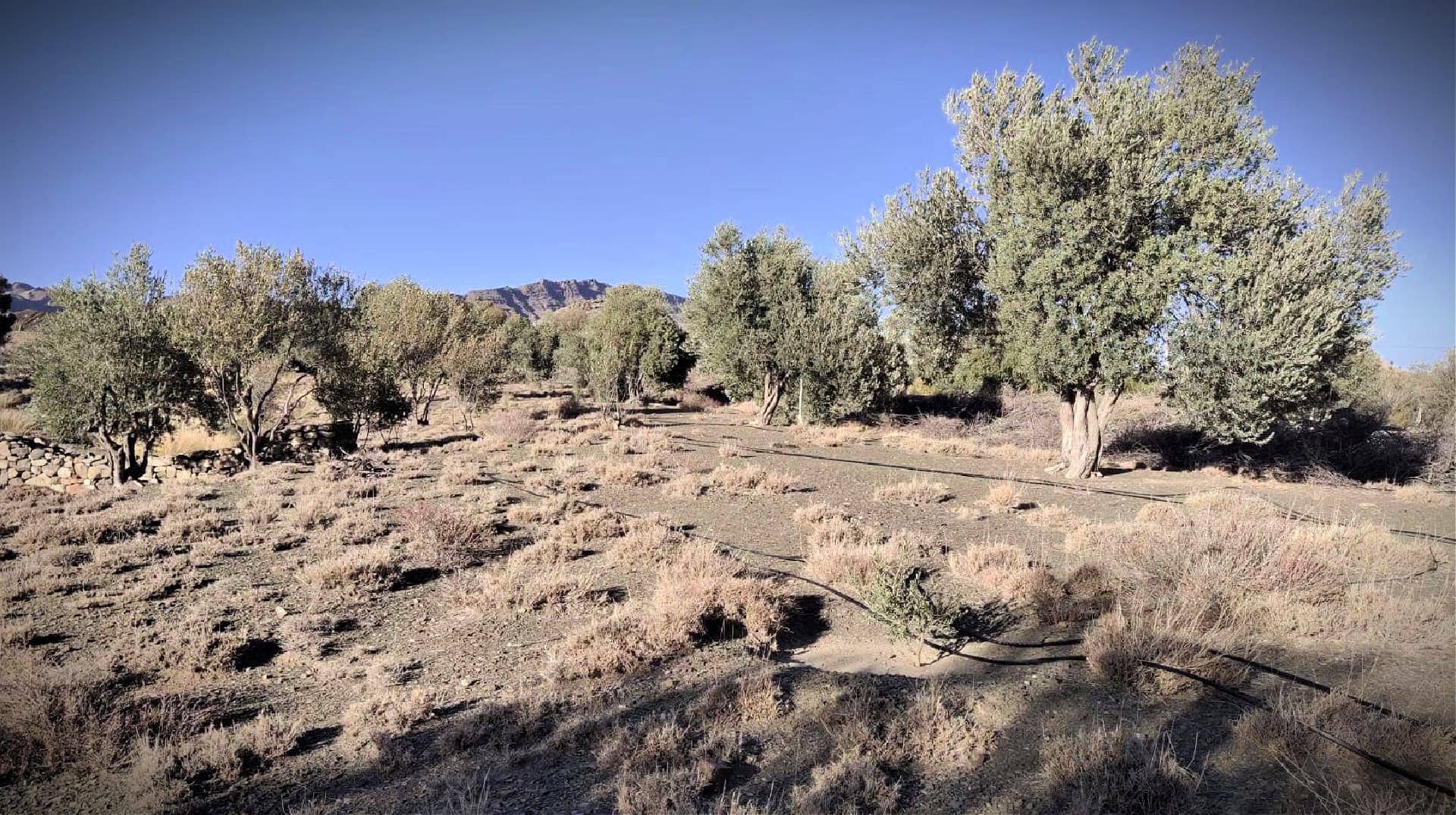 die produktion-des-olivenanbaus-in-asien-ist-der-schlussel-zur-rettung-der-walder-von-belutschistan-olivenol-zeiten