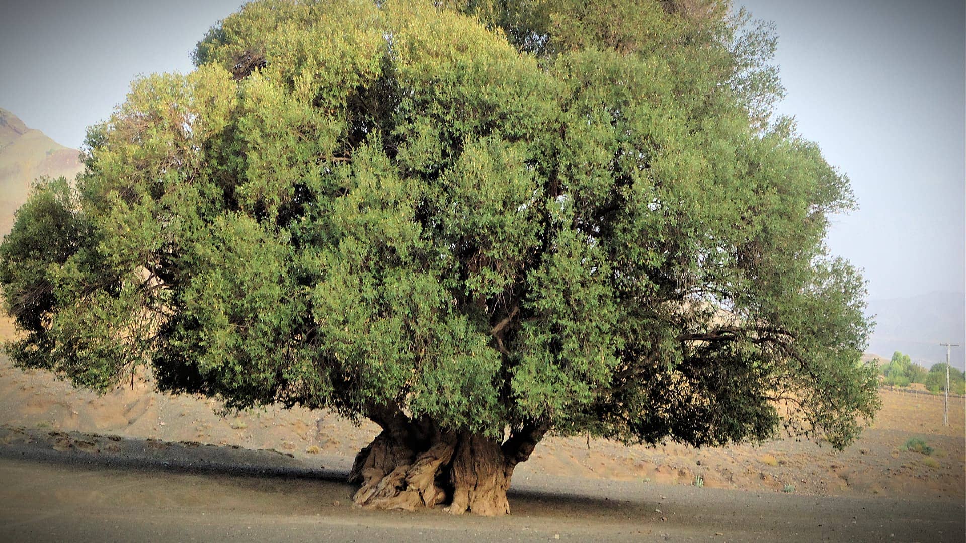 asia-production-olive-farming-is-key-to-saving-the-forests-of-balochistan-olive-oil-times