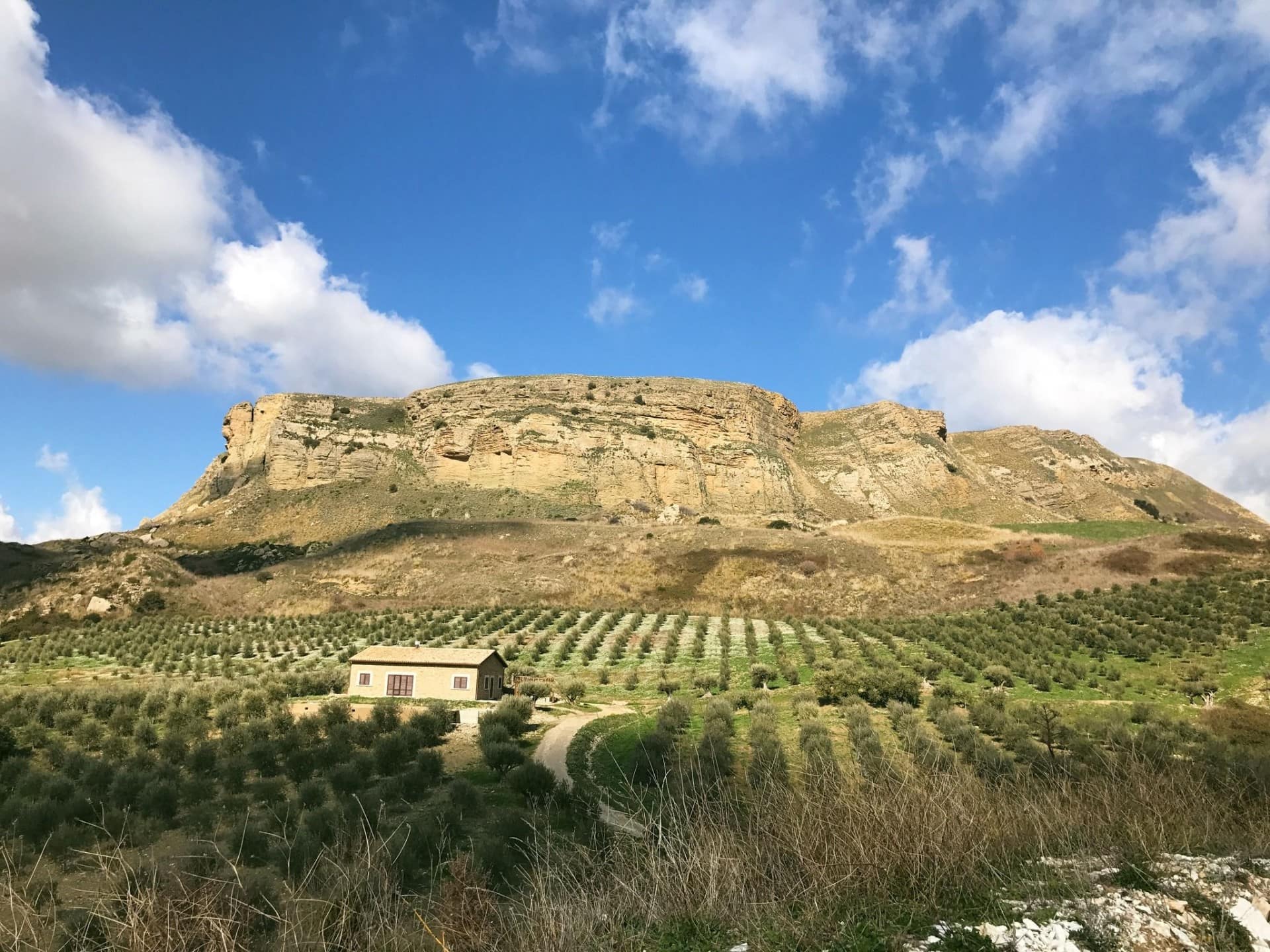 europa-de-beste-olijfoliecompetities-productie-Siciliaanse-en-Sardijnse-telers-zegevieren-in-wereldcompetitie-olijfolietijden