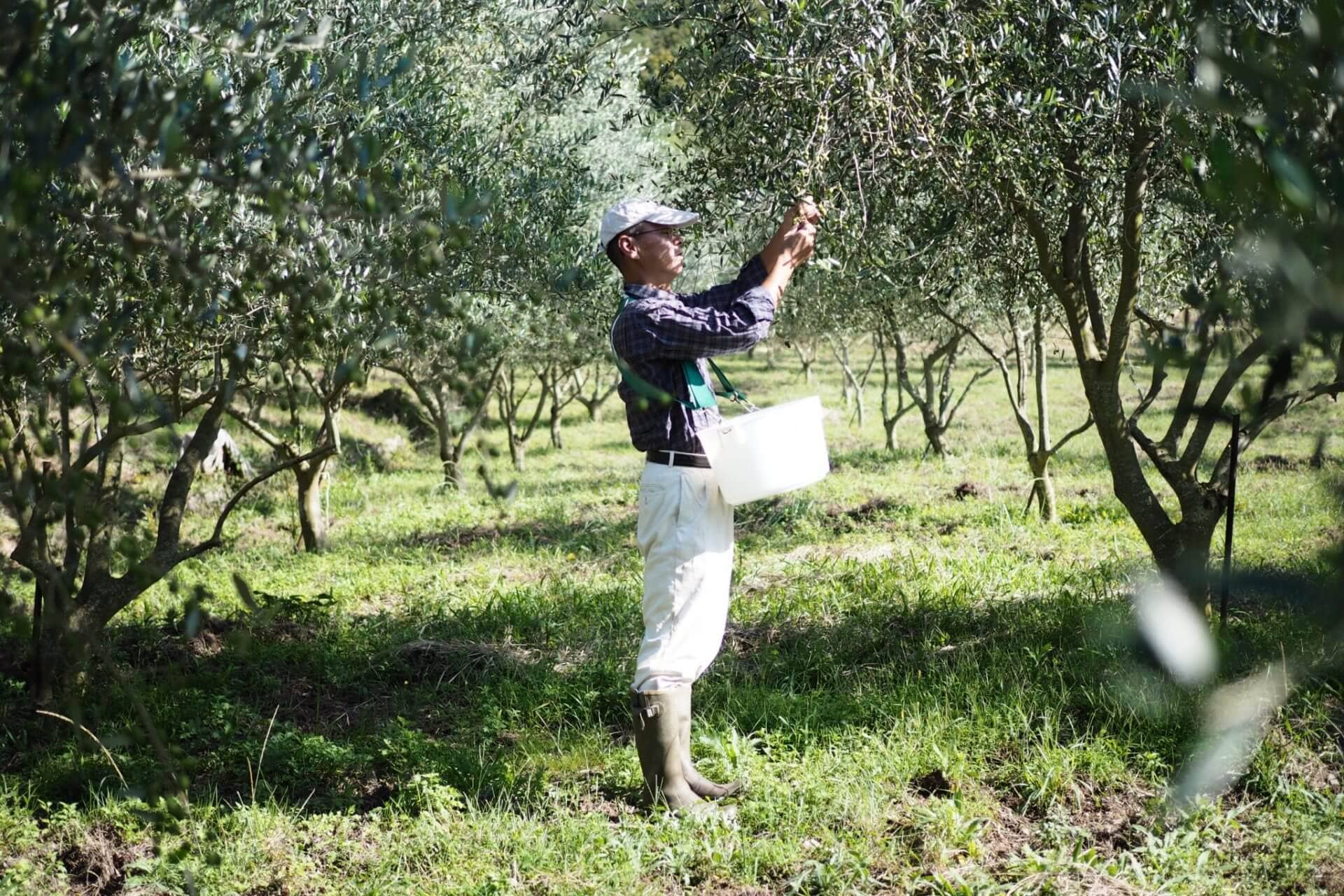 asie-les-meilleures-concours-d-huiles-d-olive-production-au-japon-les-producteurs-reflechissent-a-une-annee-primee-huile-d-olive-times