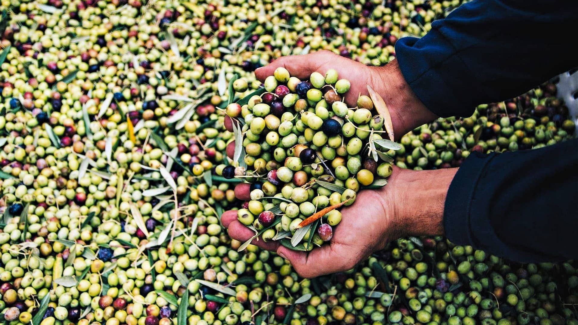 nord-amérique-les-meilleures-concours-d-huiles-d-olive-prix-de-production-pour-les-producteurs-californiens-valident-les-normes-evoo-élevées-l-heure-de-l'huile-d'olive