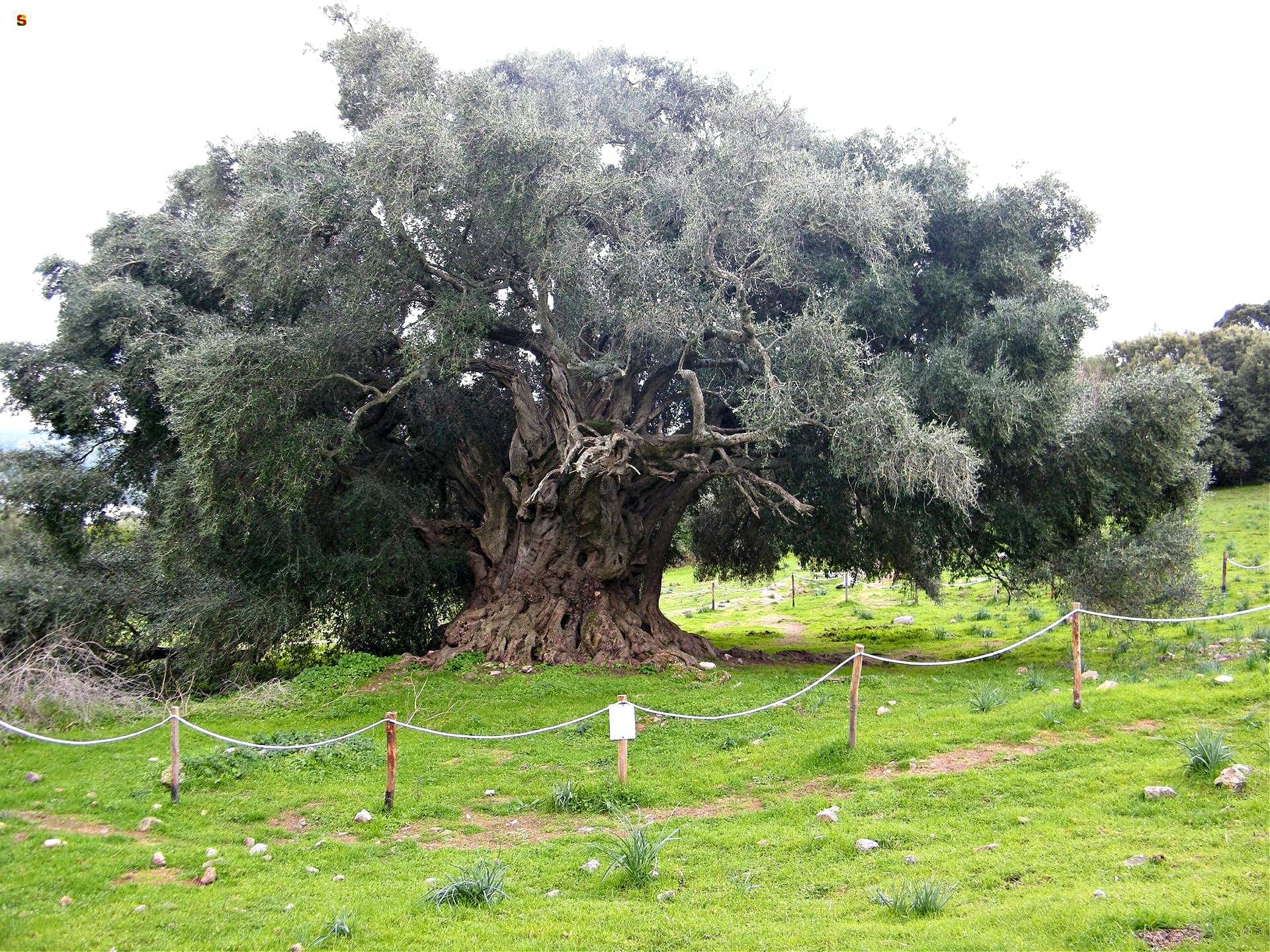 歐洲-世界-維護-意大利-千年樹-橄欖油時代