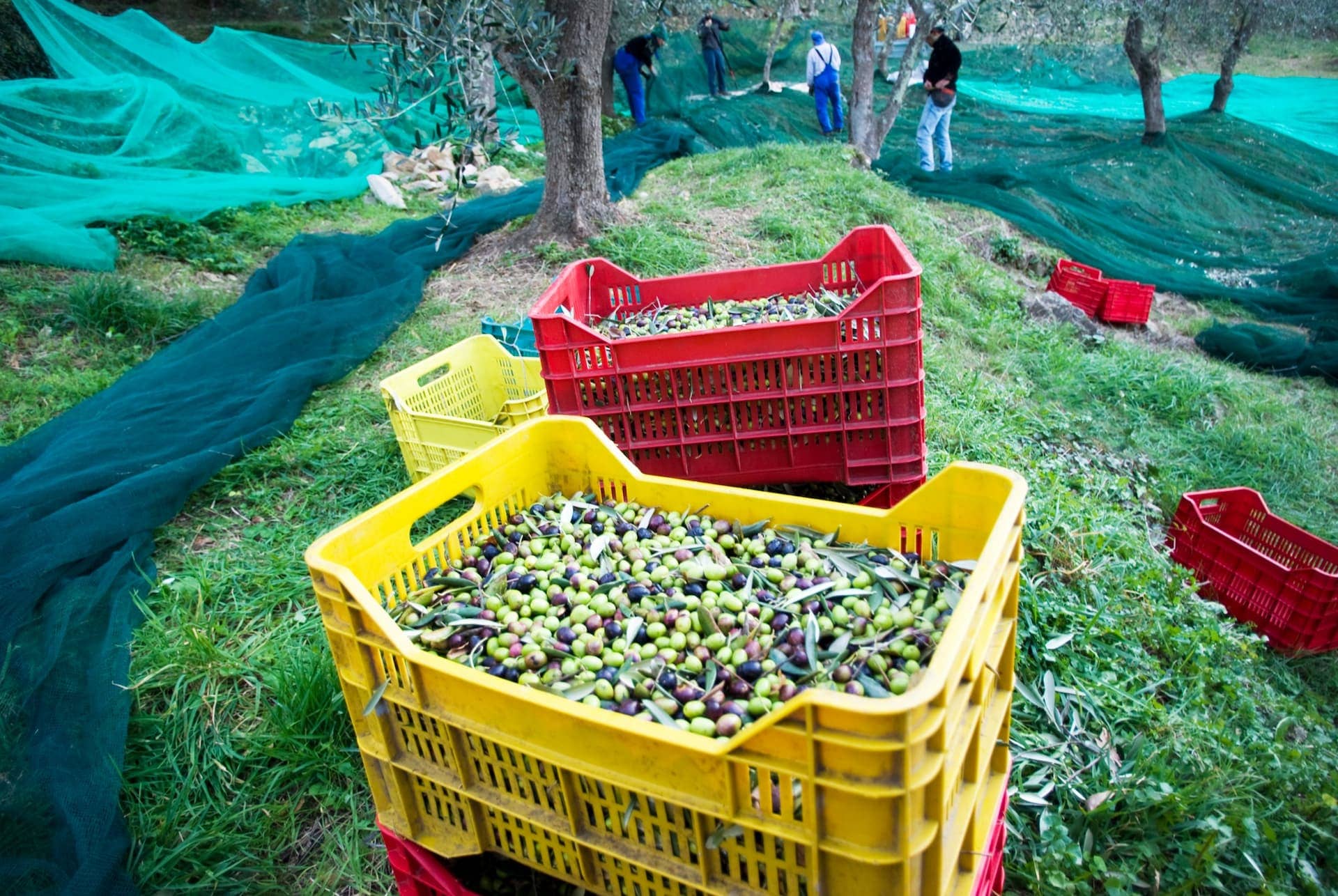 欧洲生产业务气候变化对安达卢西亚橄榄油生产橄榄油时代造成影响