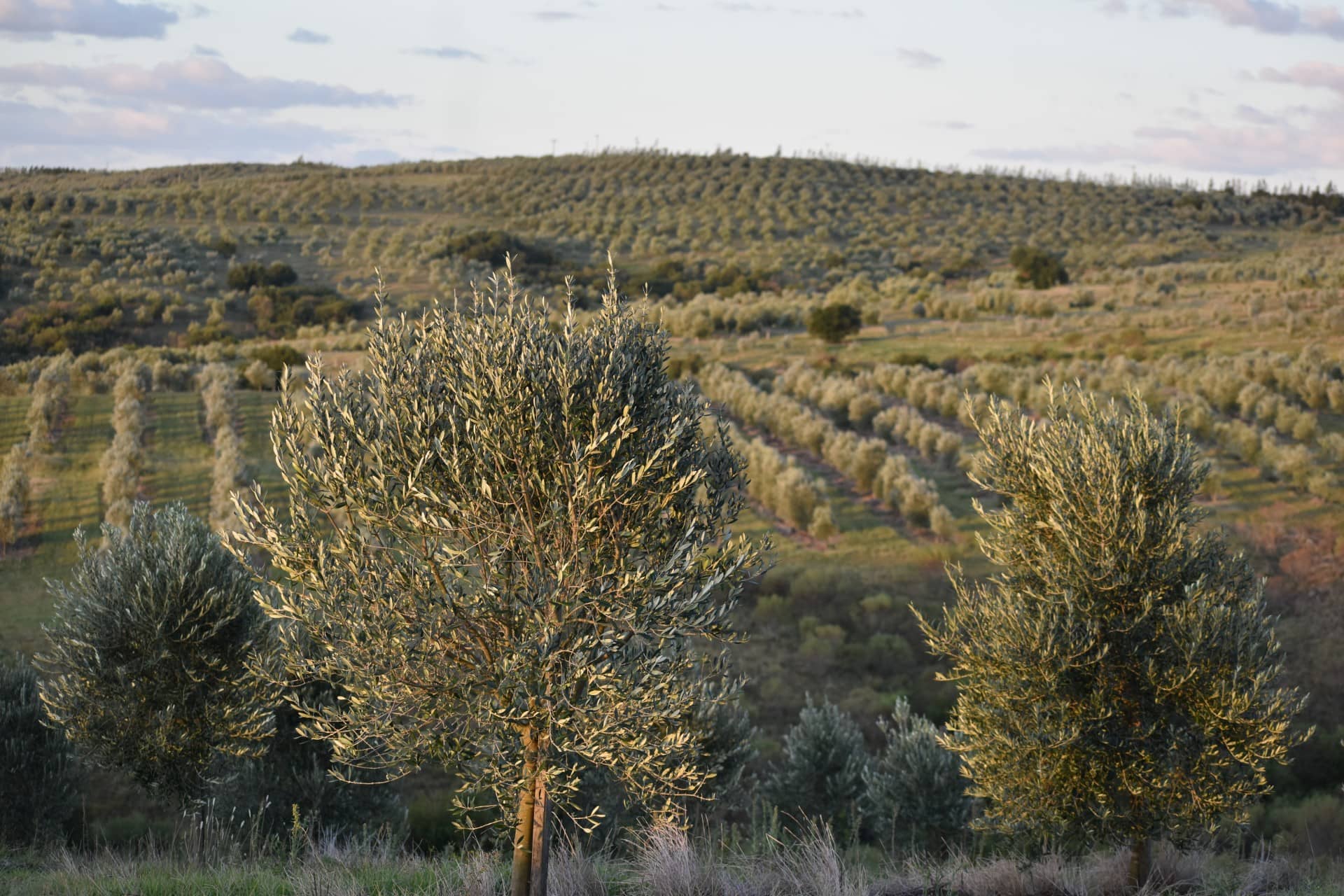 profils-d-amérique-du-sud-la-meilleure-production-d-huiles-d-olive-temps-de-l-huile-d-olive