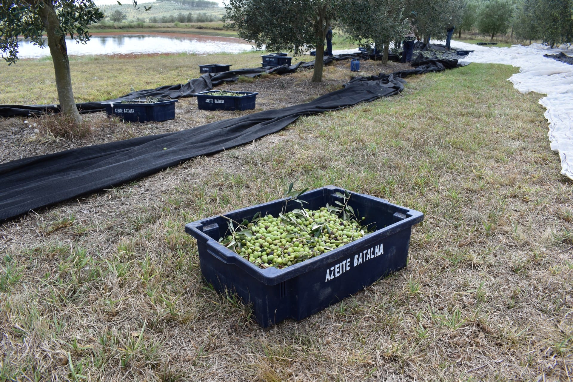 south-america-profiles-the-best-olive-oils-production-olive-oil-times