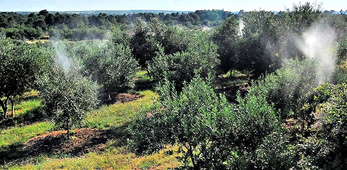 生產克羅地亞橄欖種植者創新克服乾旱害蟲橄欖油時代
