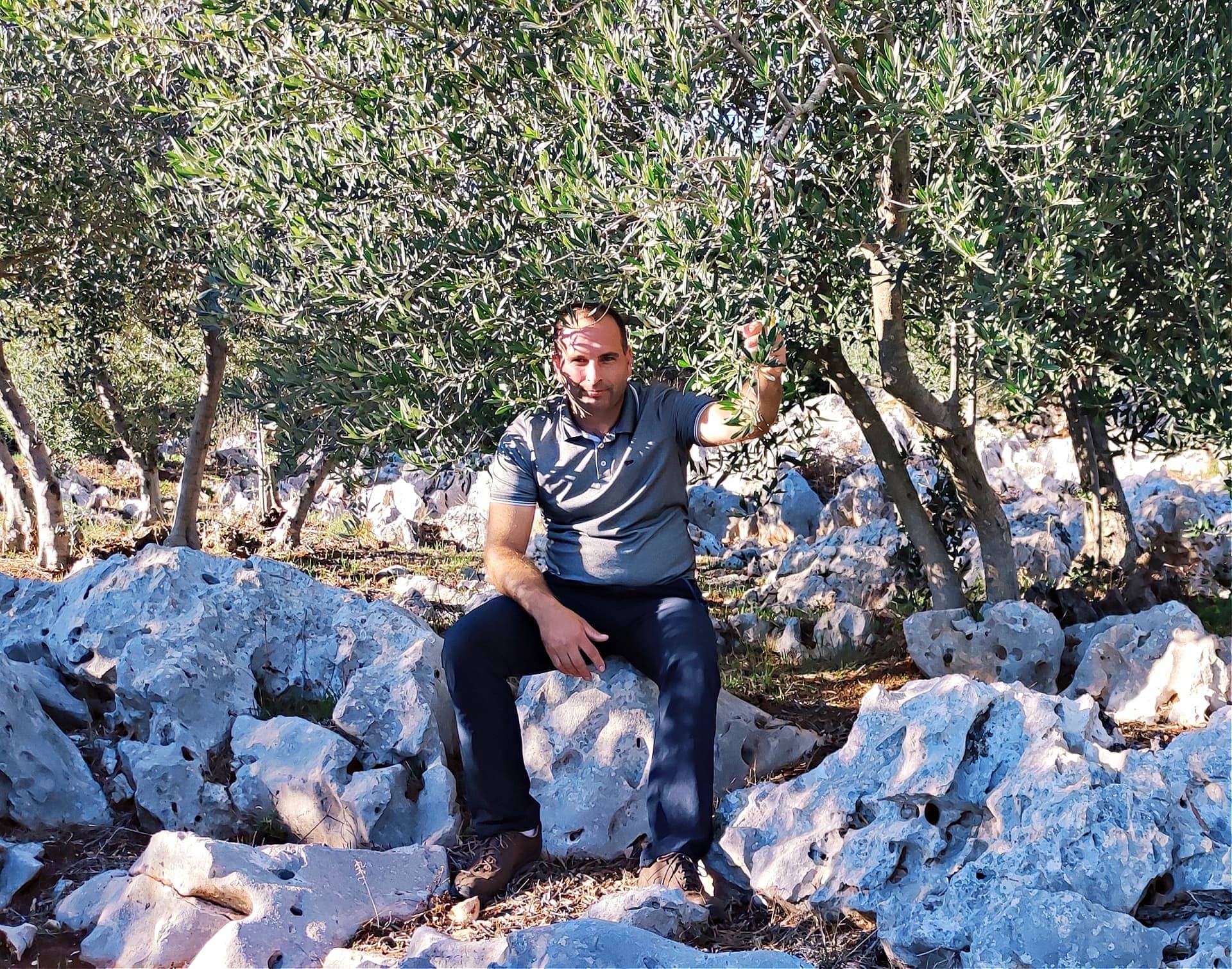 europe-production-agronomist-restores-400yearold-olive-grove-to-better-withstand-droughts-in-croatia-olive-oil-times