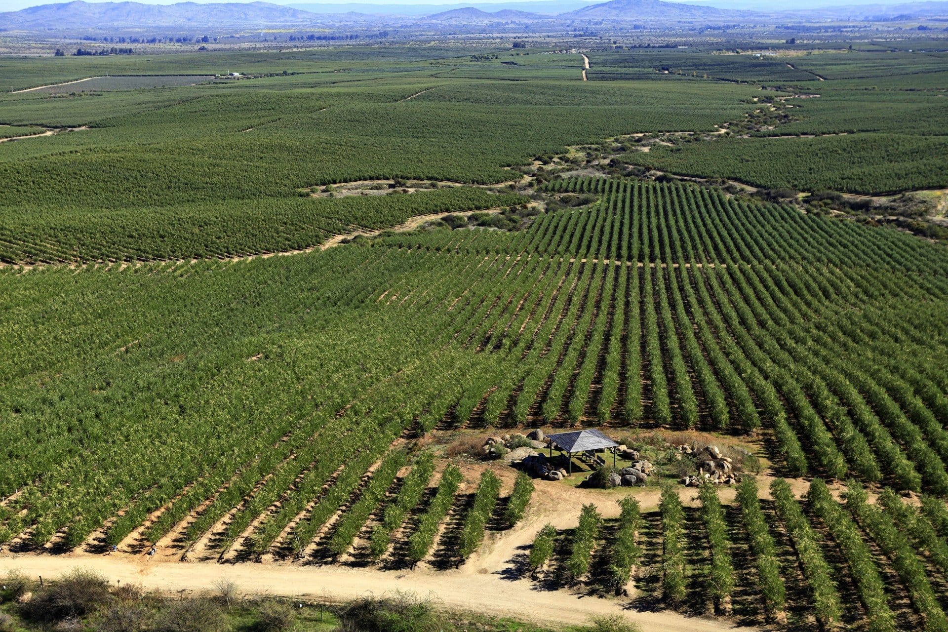 south-america-profiles-production-business-how-a-chilean-disrupter-shook-up-the-countrys-olive-sector-olive-oil-times