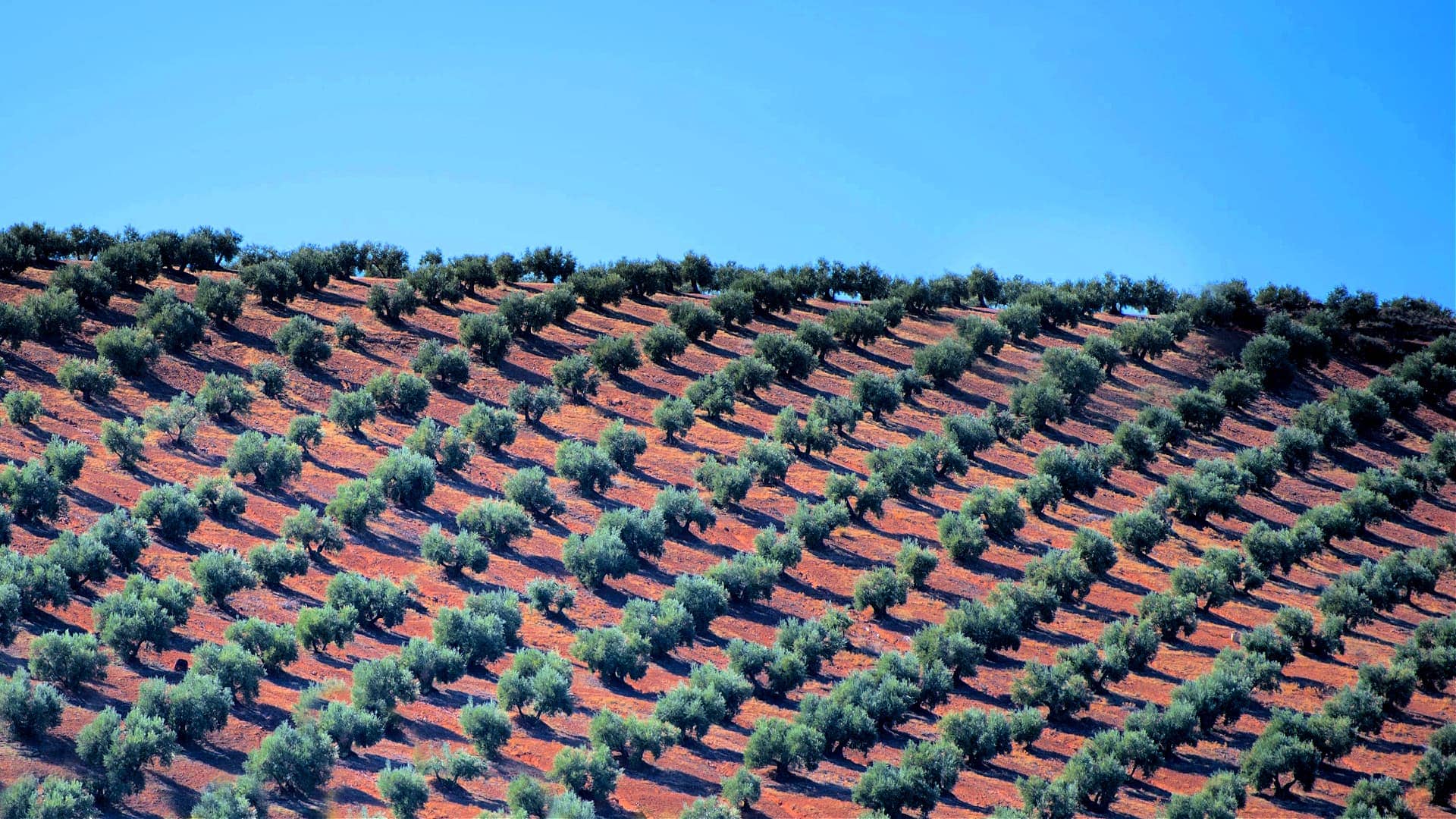 世界生产如何集约化农业和橄榄种植影响土壤健康橄榄油时代