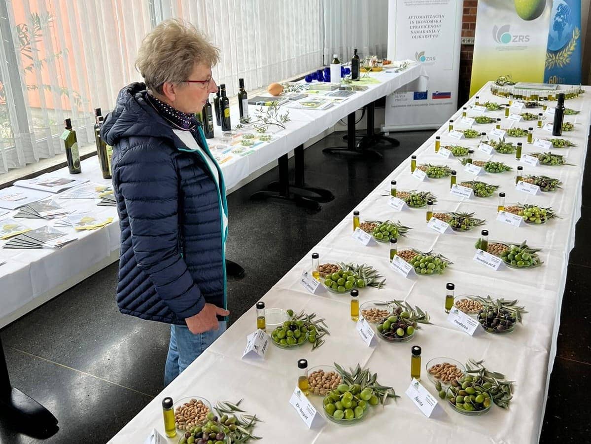 歐洲生產業務興奮預期在斯洛文尼亞作為收穫得到正在進行橄欖油時代