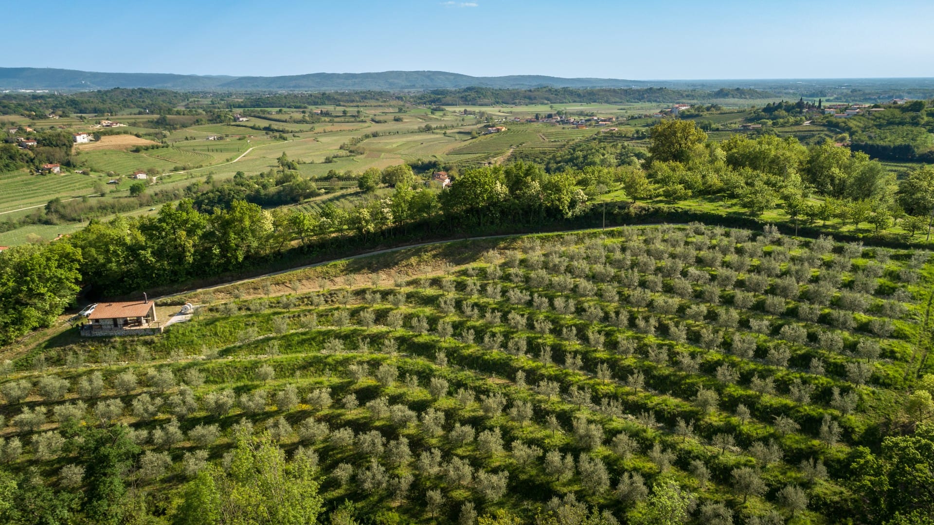 europe-profiles-the-best-olive-oils-production-awardwinning-evoo-the-latest-chapter-in-storied-slovenian-family-legacy-olive-oil-times