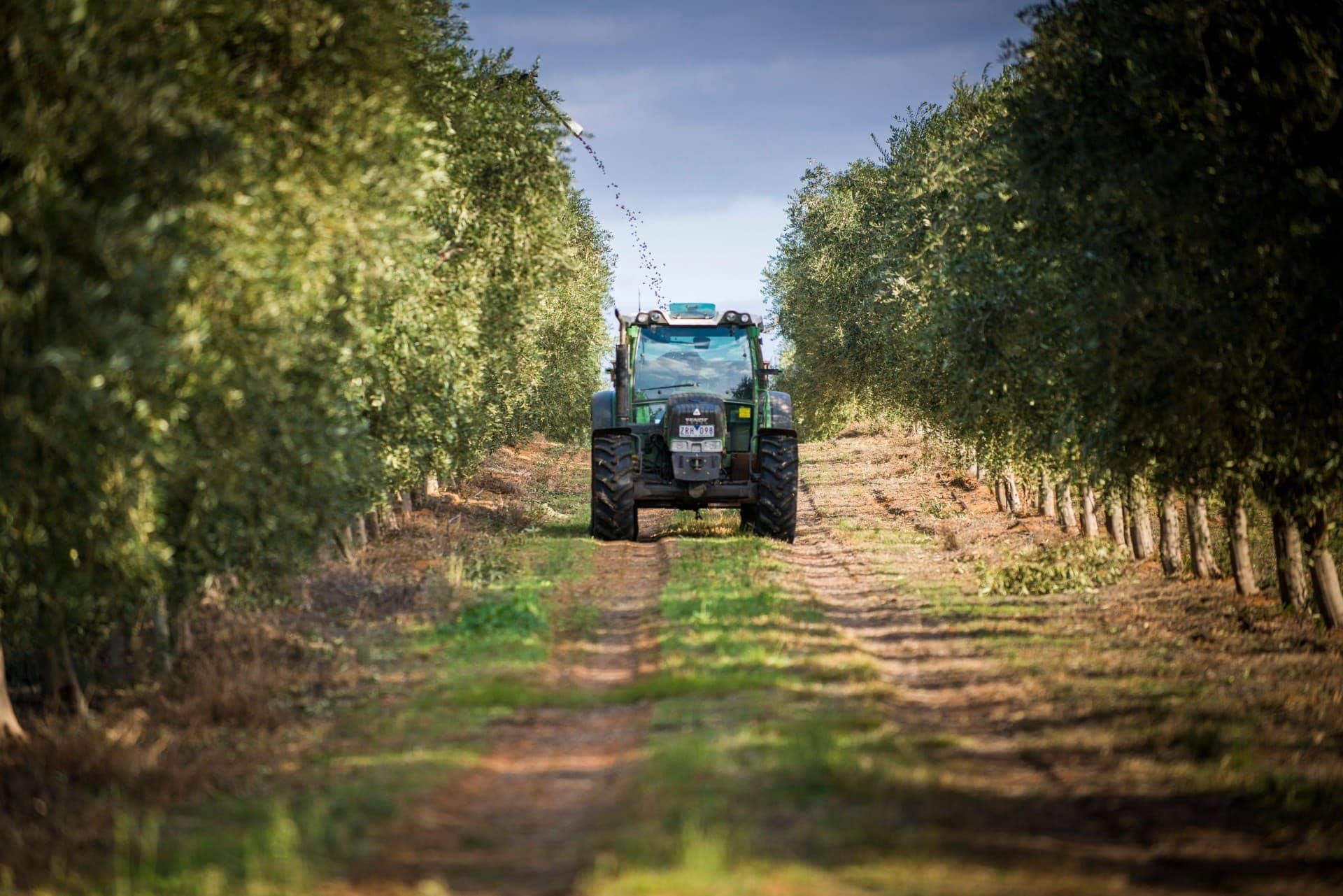 australien-und-neuseeland-produktionsgeschäft-nach-anfangsoptimismus-gemischte-ergebnisse-fur-australische-produzenten-olivenolzeiten