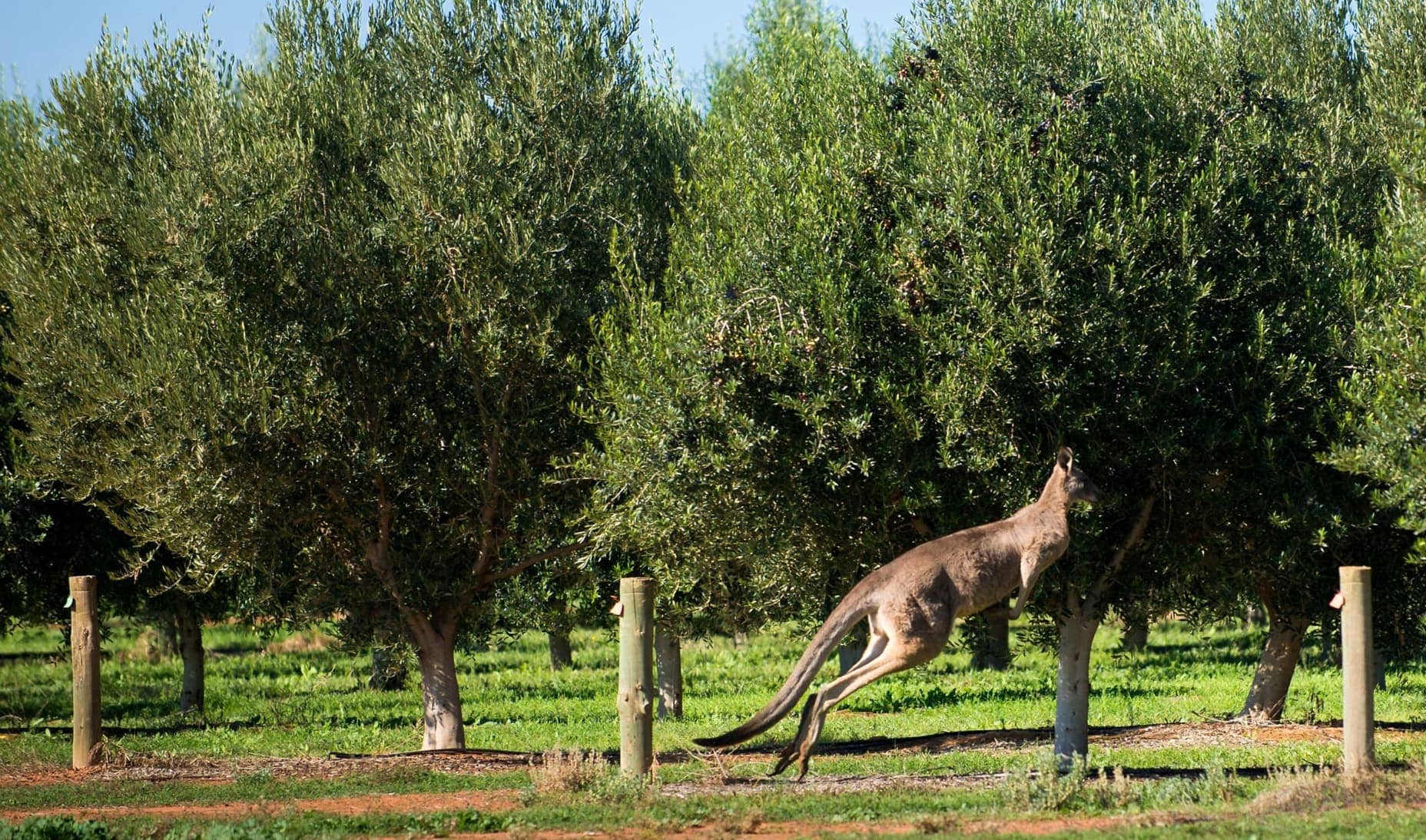 australia-and-new-zealand-production-business-after-initial-optimism-mixed-results-for-australian-producers-olive-oil-times