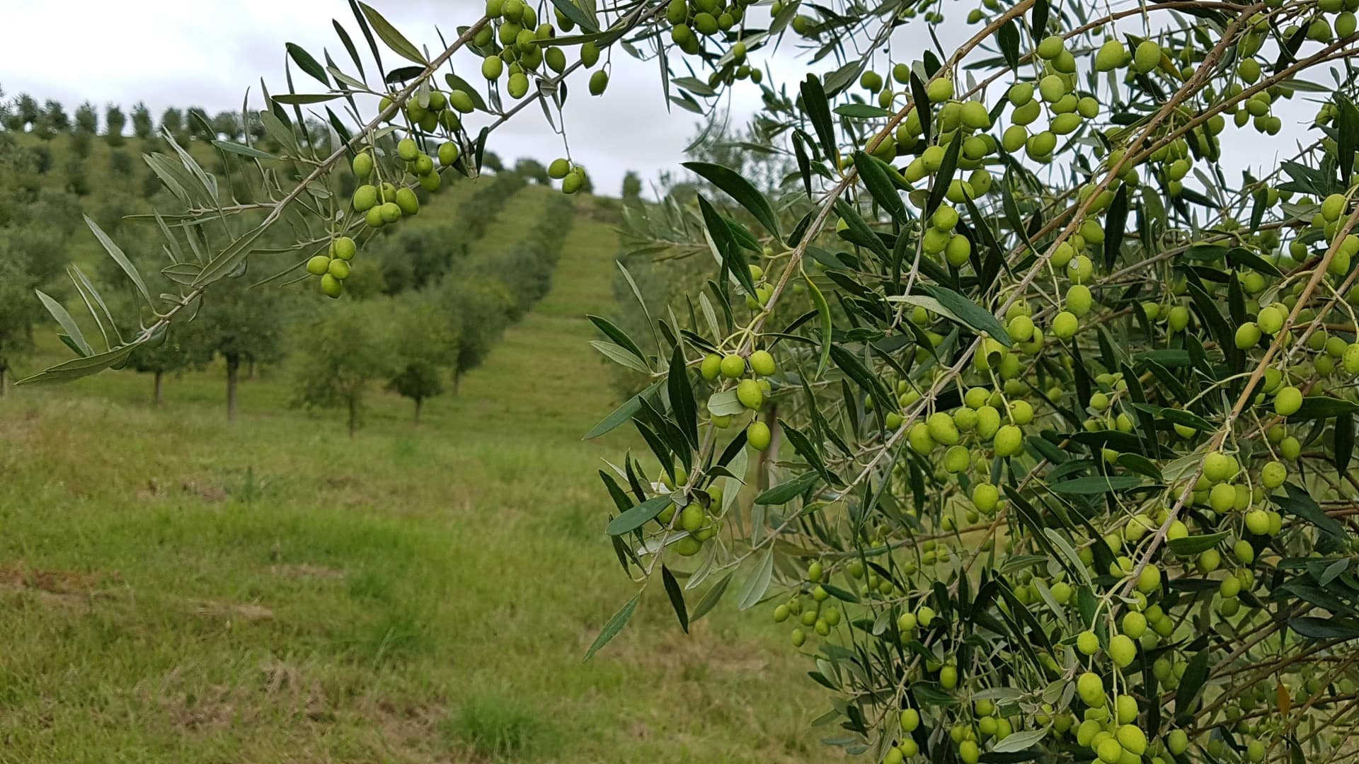 south-america-profiles-production-in-rio-grande-do-sul-awardwinning-production-means-preparing-for-the-unexpected-olive-oil-times