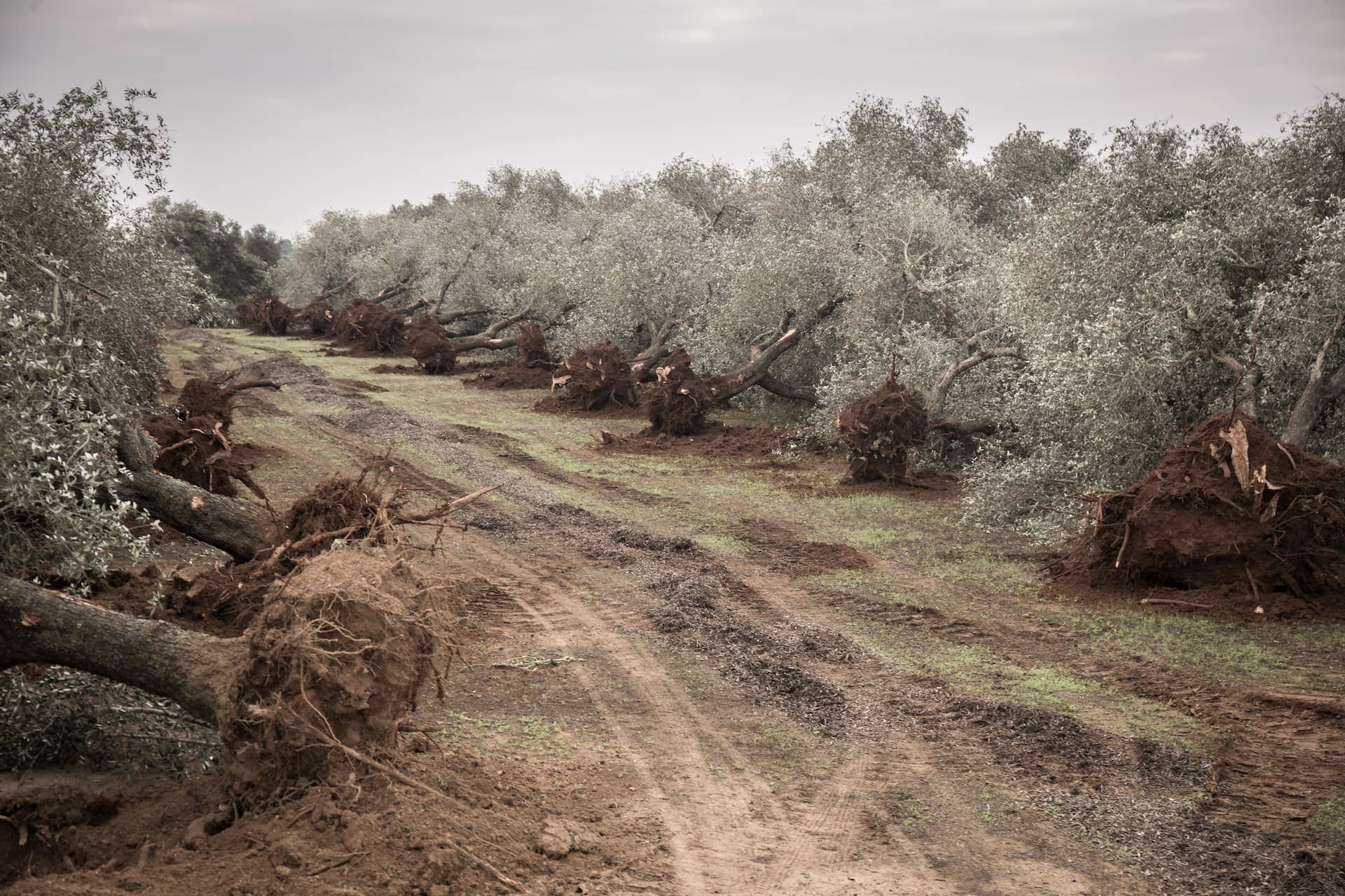 歐洲商業重新構想南部普利亞大區被毀壞的景觀 - 橄欖油時代