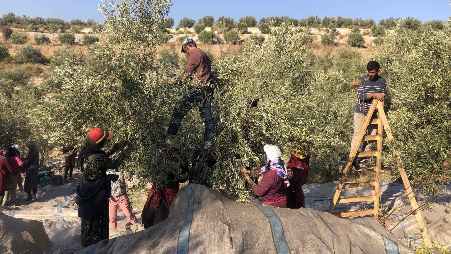 europe-production-business-ahead-of-a-bumper-harvest-levanese-producers-demonstrate-resilience-olive-oil-times