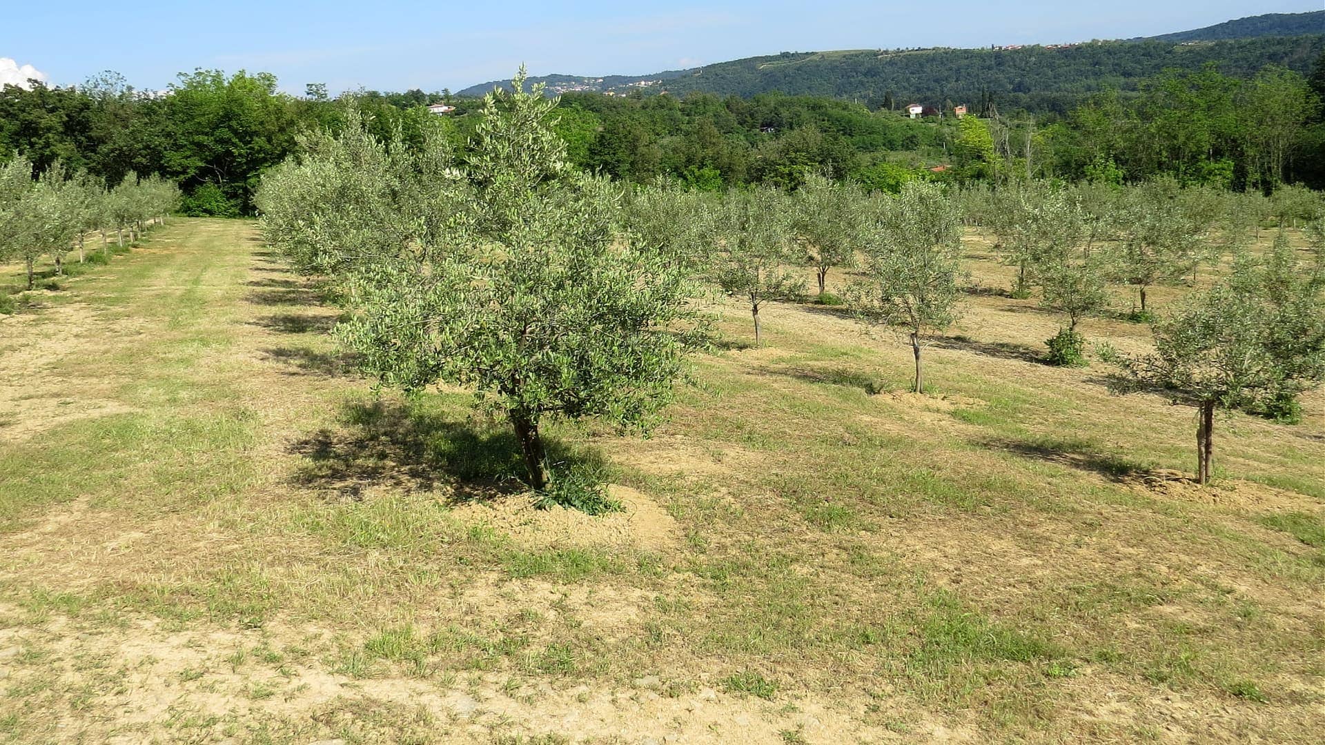 profiles-production-in-slovenia-a-fruitful-harvest-despite-drought-pests-olive-oil-times