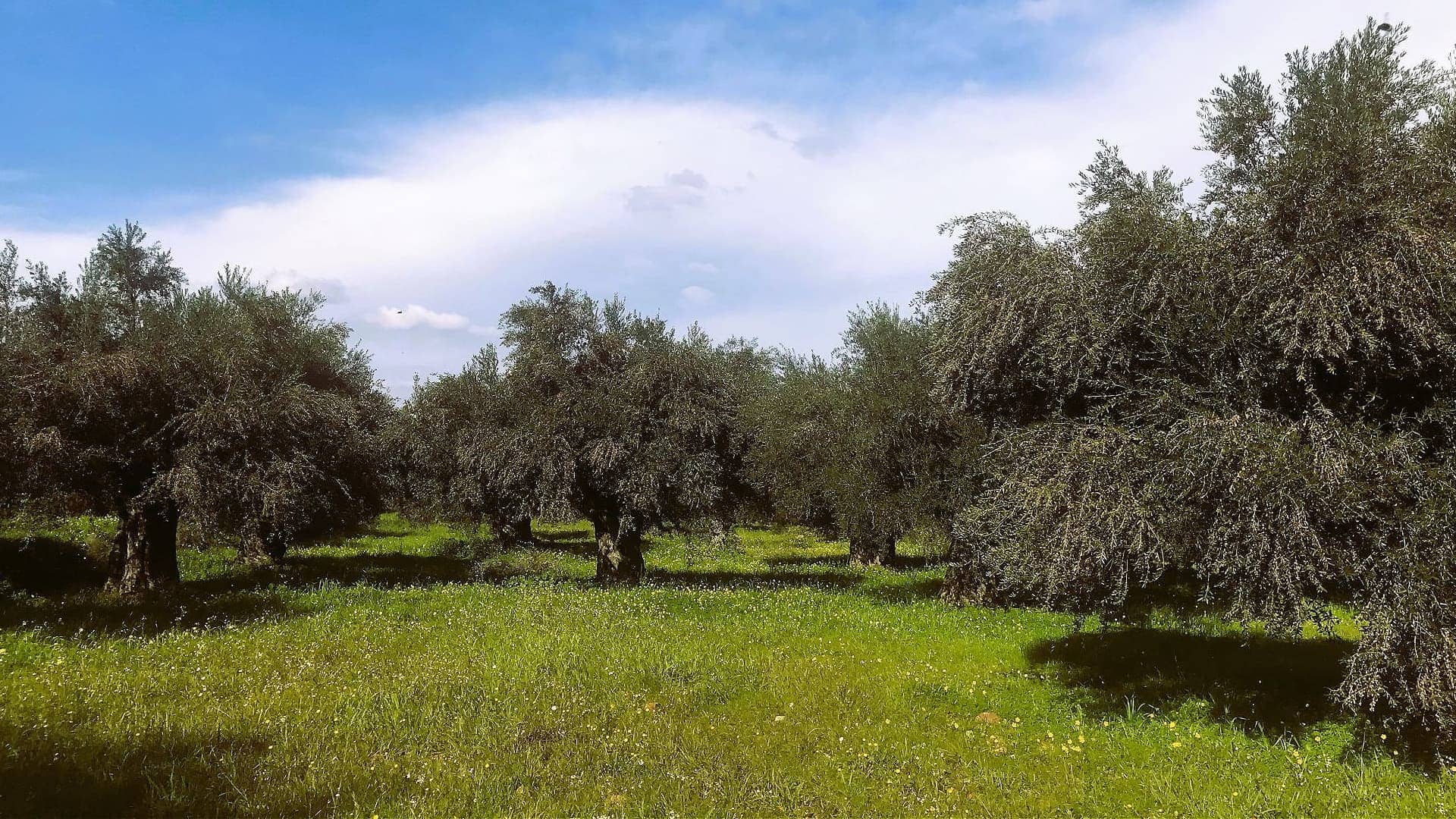 欧洲概况-最佳橄榄油生产-屡获殊荣的希腊生产商-东橄榄油时代