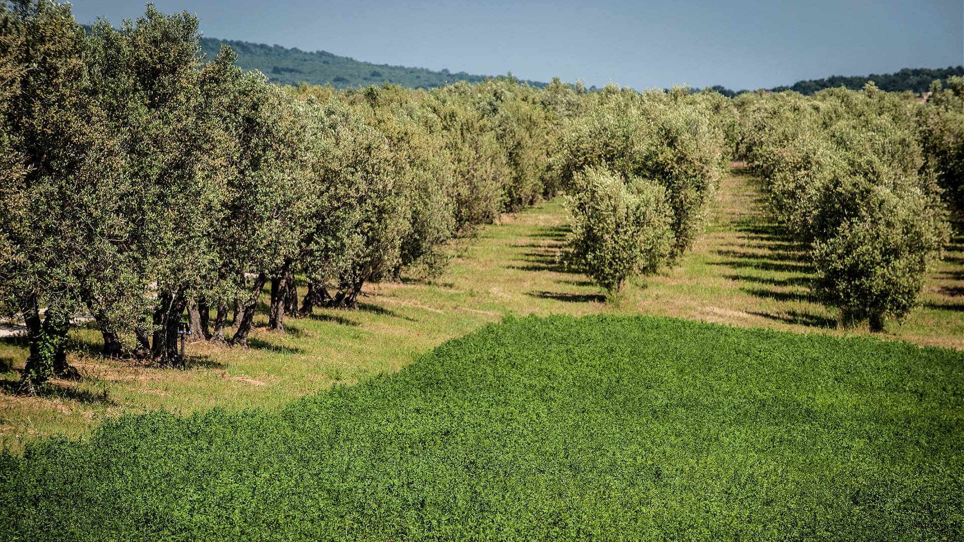 profils-les-meilleures-huiles-d-olive-production-huile-d-olive-temps